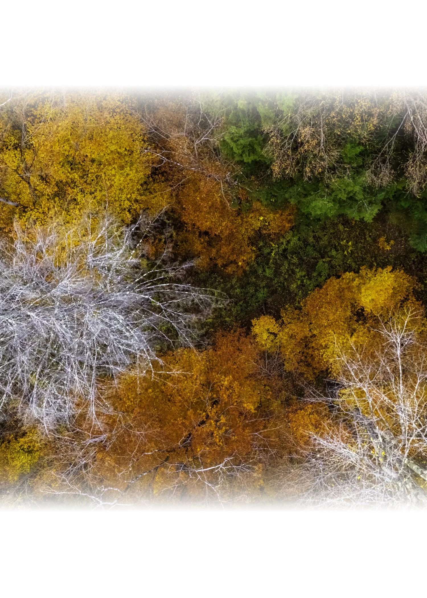 DJI241021_10 NOTECARD CENTER FADE 7x5 CAT.jpg