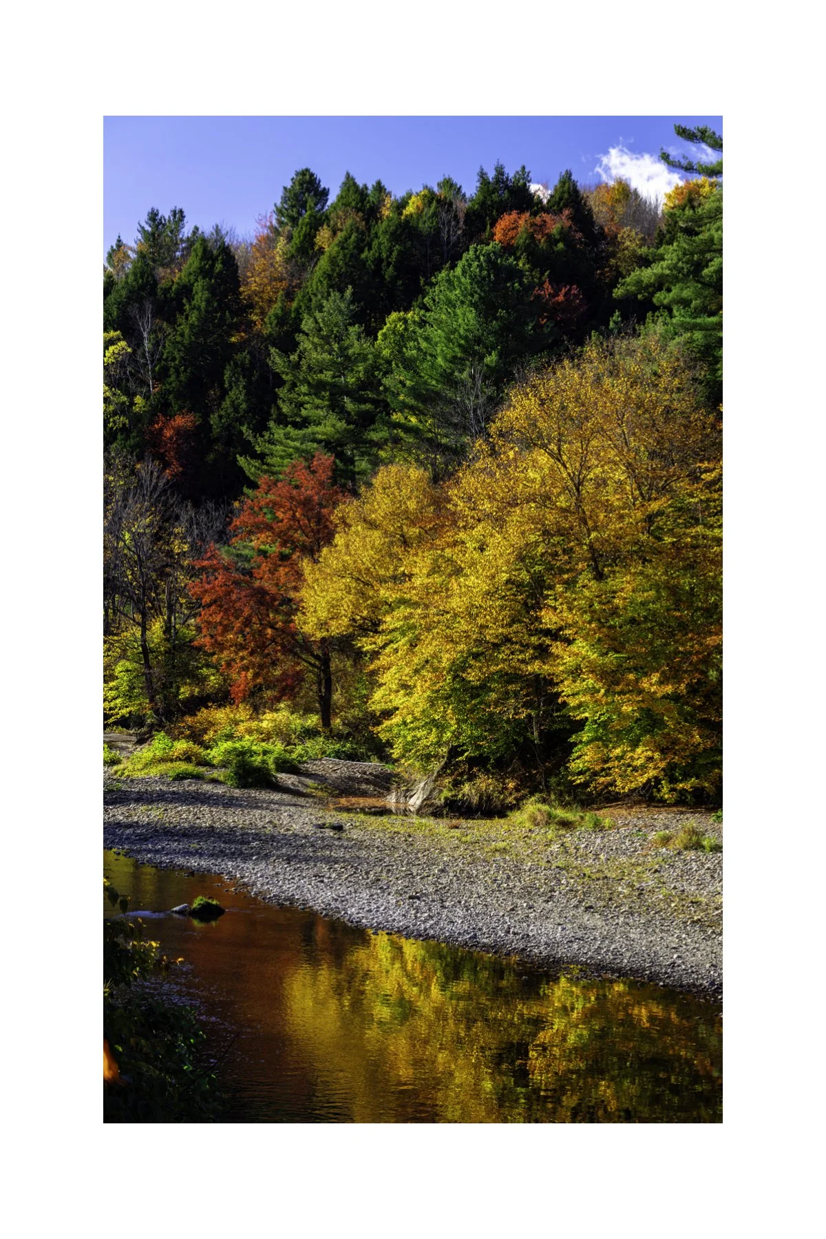 IMGC9966 V 4X6 0.5 0.56 CAT.jpg