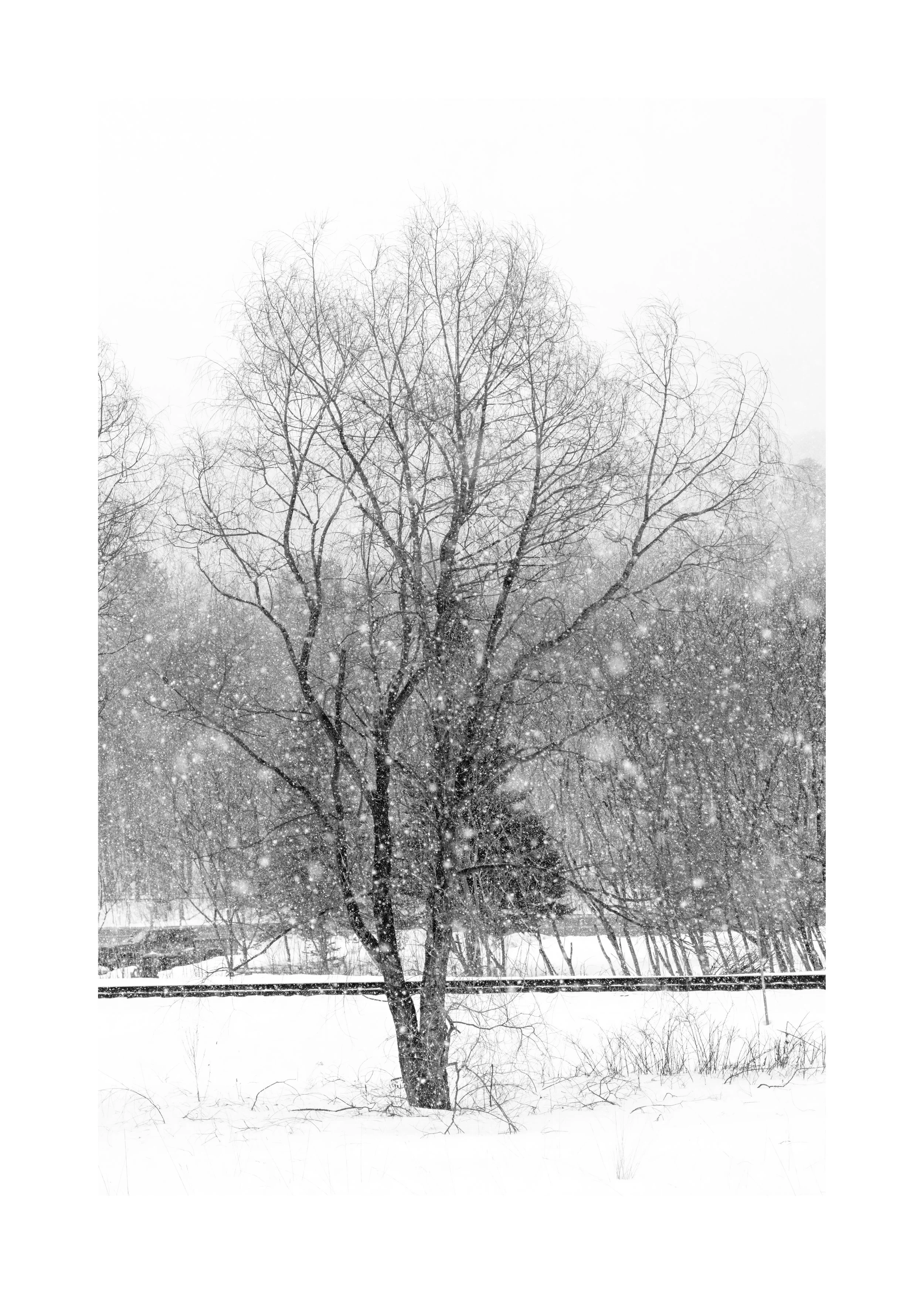 IMGF1797 28X20 2.125 CAT-L.jpg