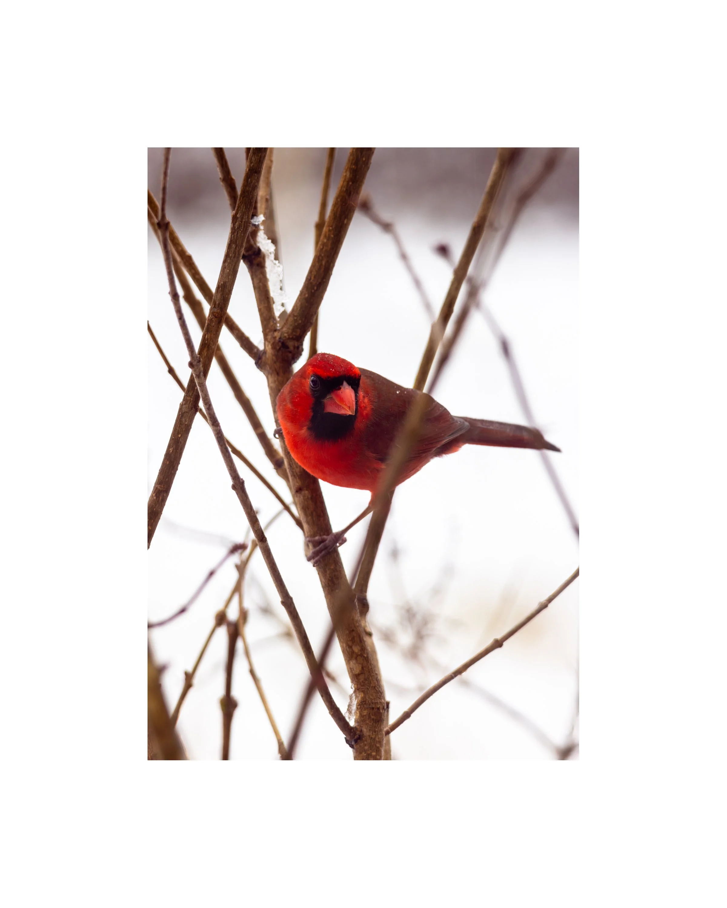 IMGA5393 10X8 1.625 CAT.jpg