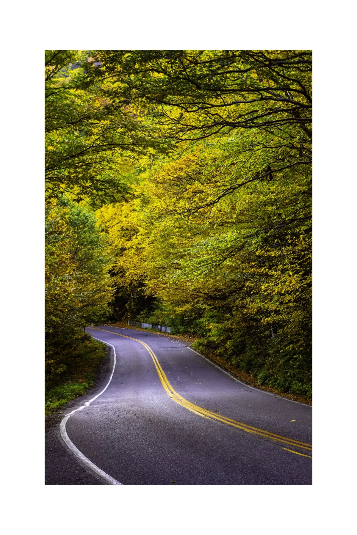 IMGG3002 4X6 0.5 0.56 CAT.jpg