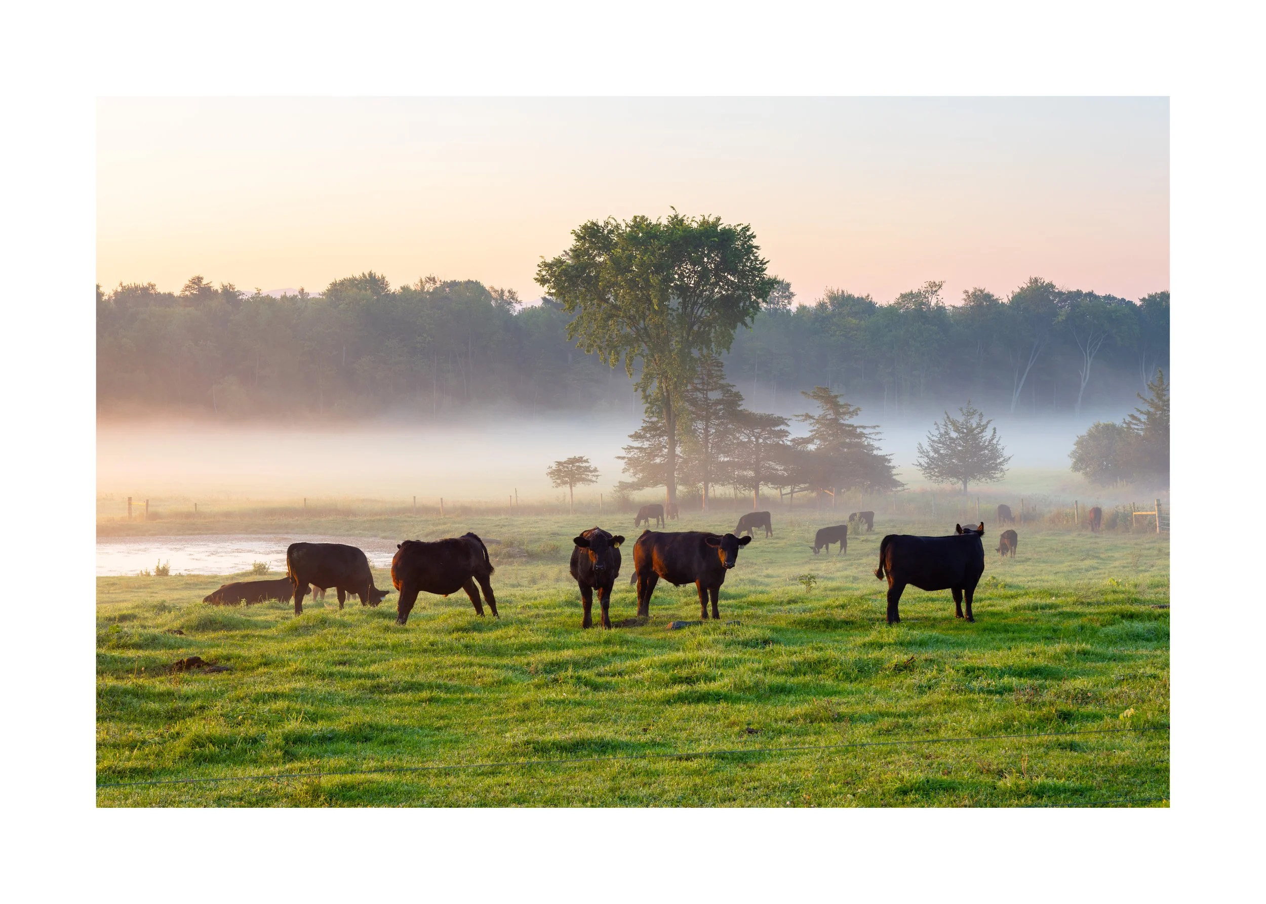 IMGA9825 20x28 2.125 CAT-L.jpg