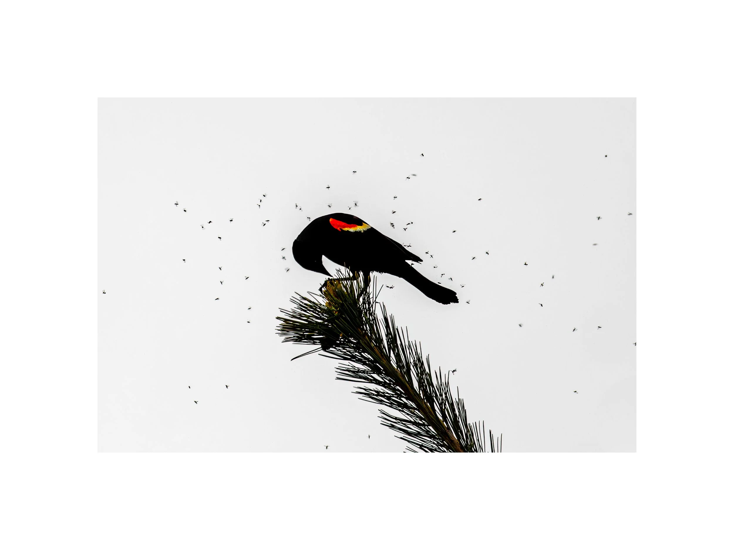 IMGA9233 12x16 2.125 CAT.jpg