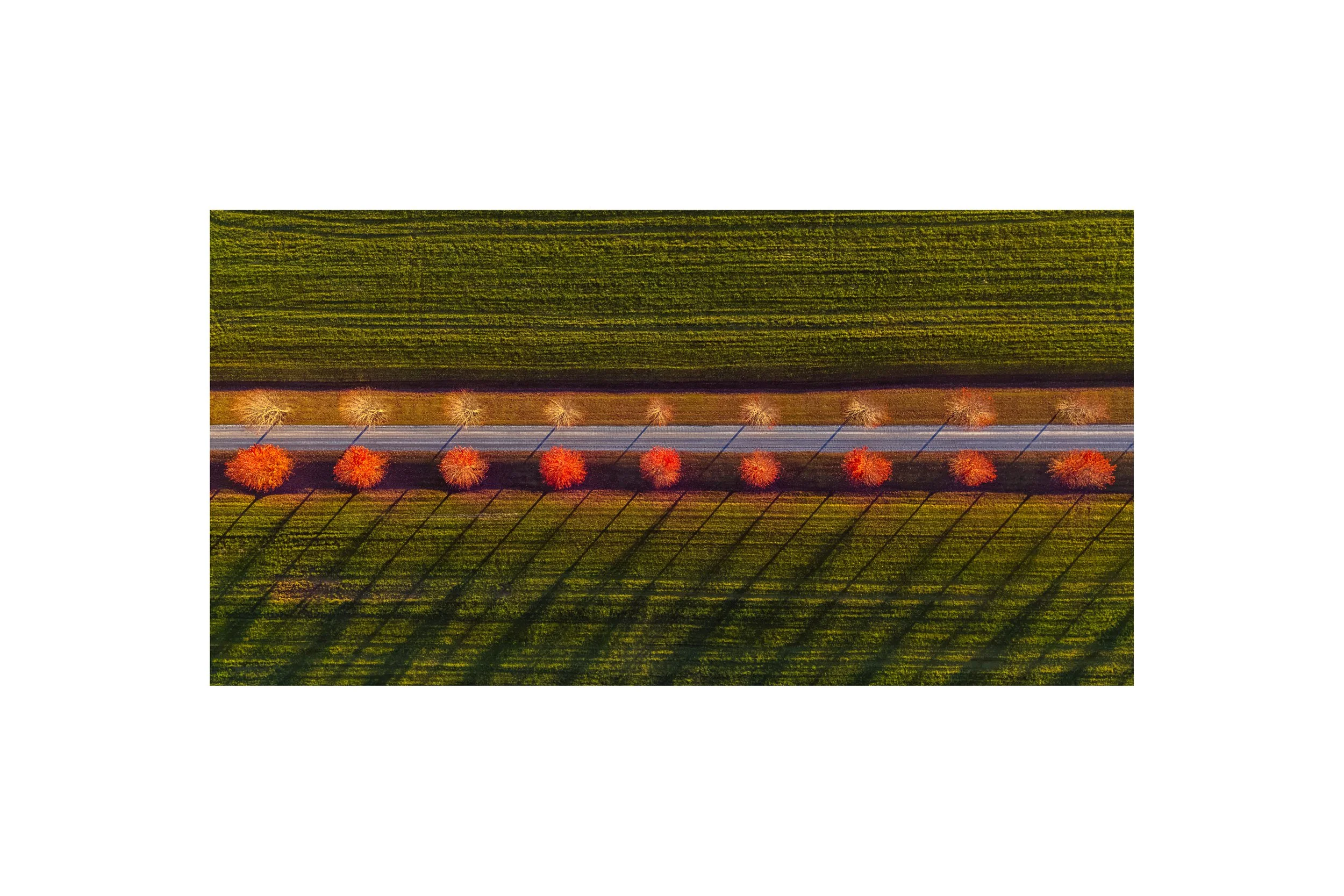 DJI 20261019 0015 8x12 1.875 CAT.jpg
