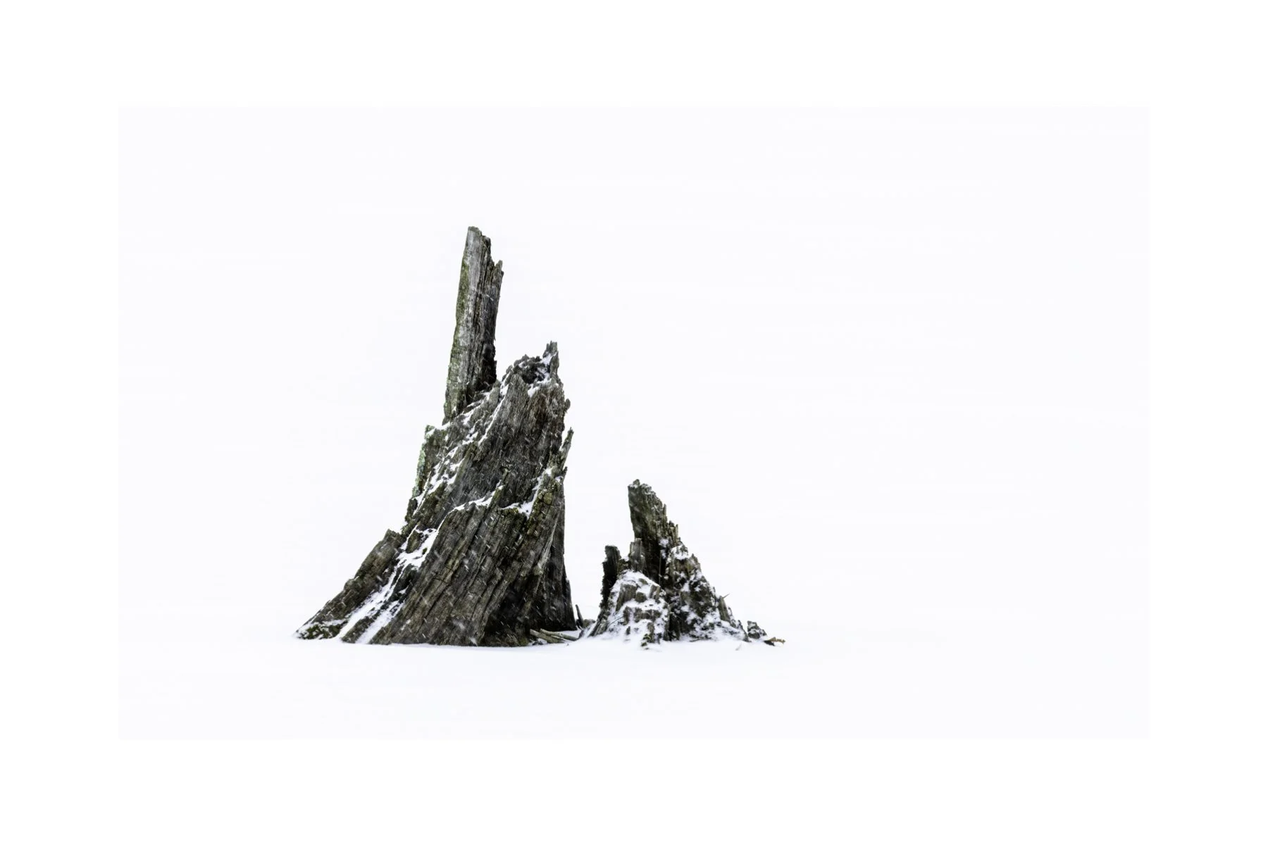 IMGE9181 4X6 0.5 0.56 CAT.jpg (Copy)