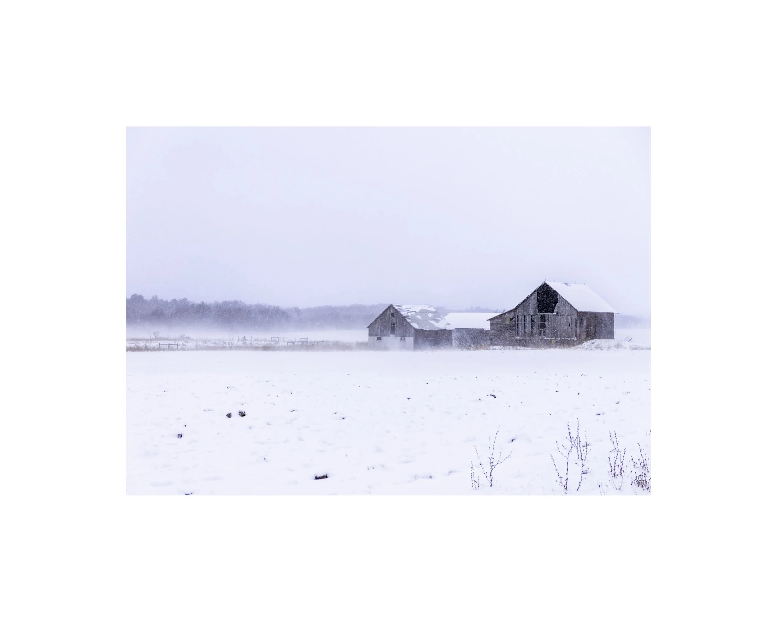 IMGG6619 8x10 1.625 CAT.jpg