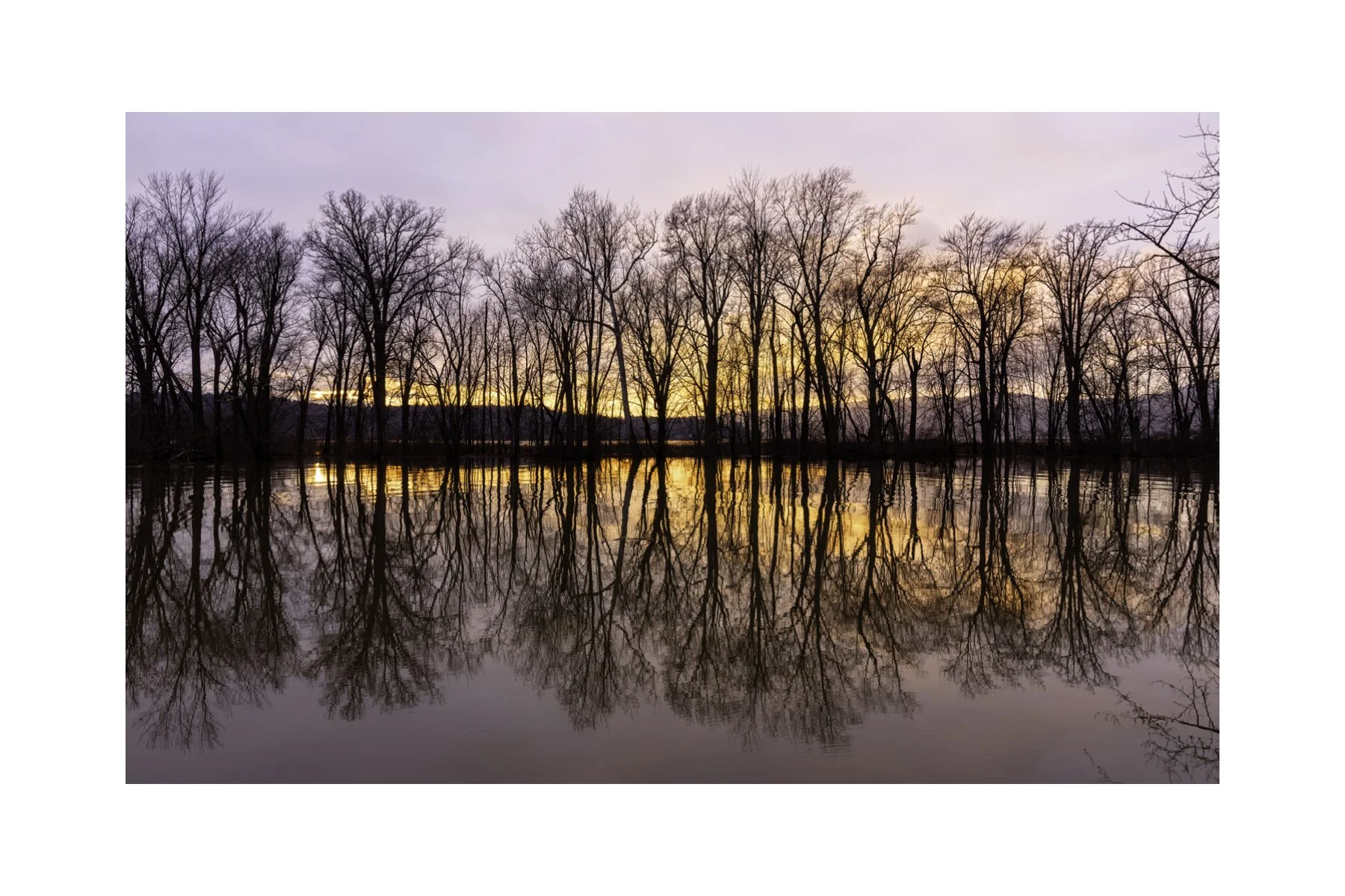 IMGA6265 4X6 0.5 0.56 CAT.jpg