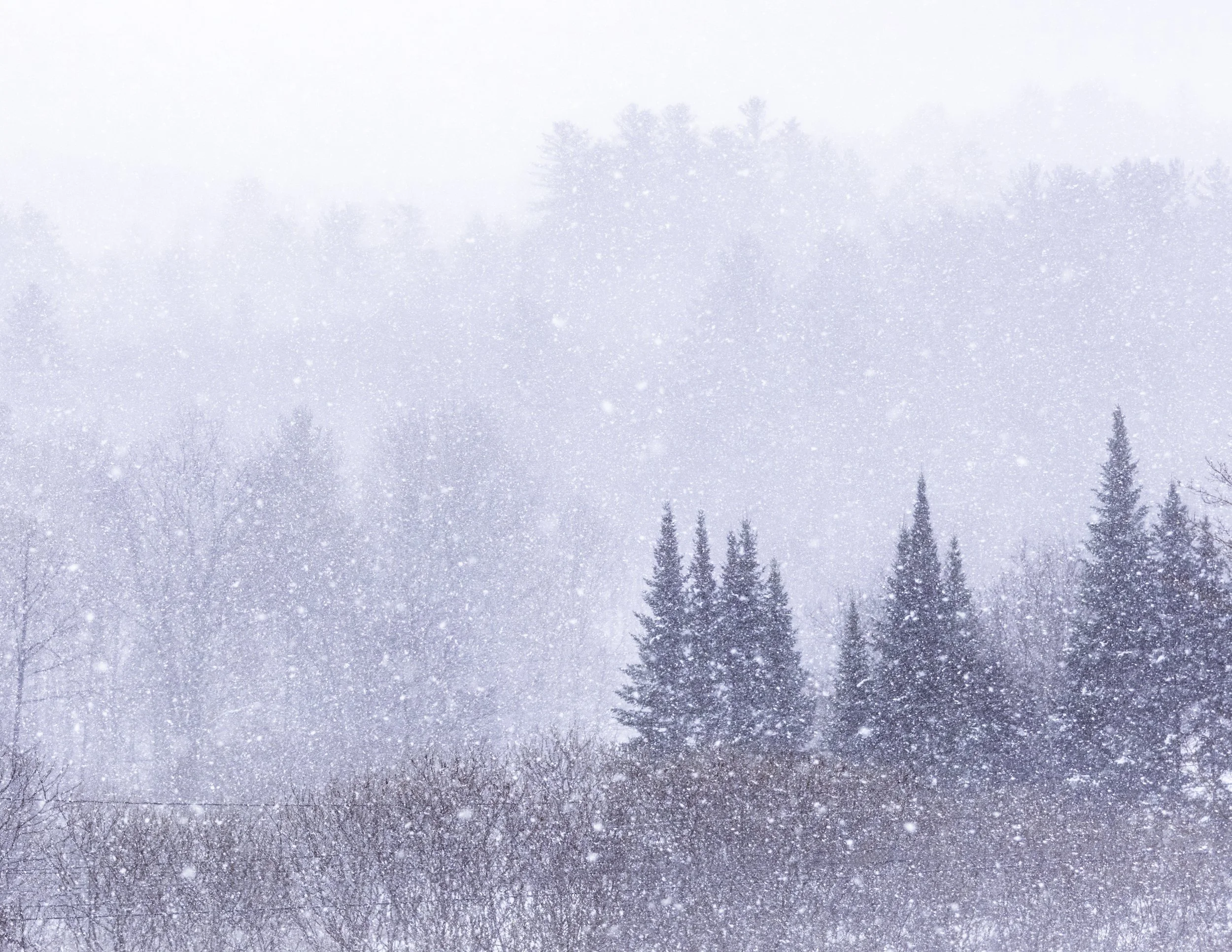 IMGA0204 E2 POSTCARD 8.5x11 CAT.jpg