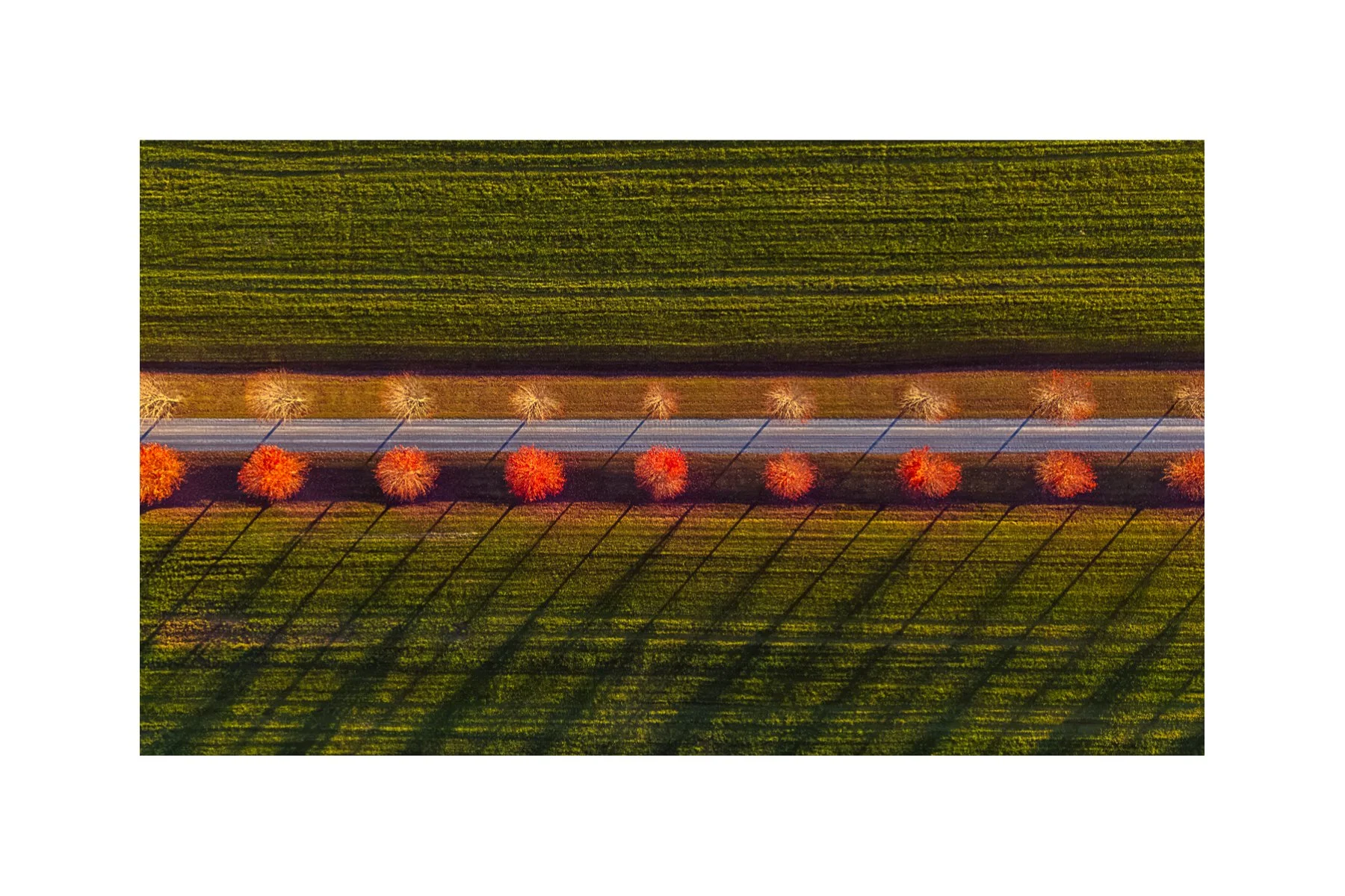 DJI 20261019 0015 4X6 .625 CAT.jpg