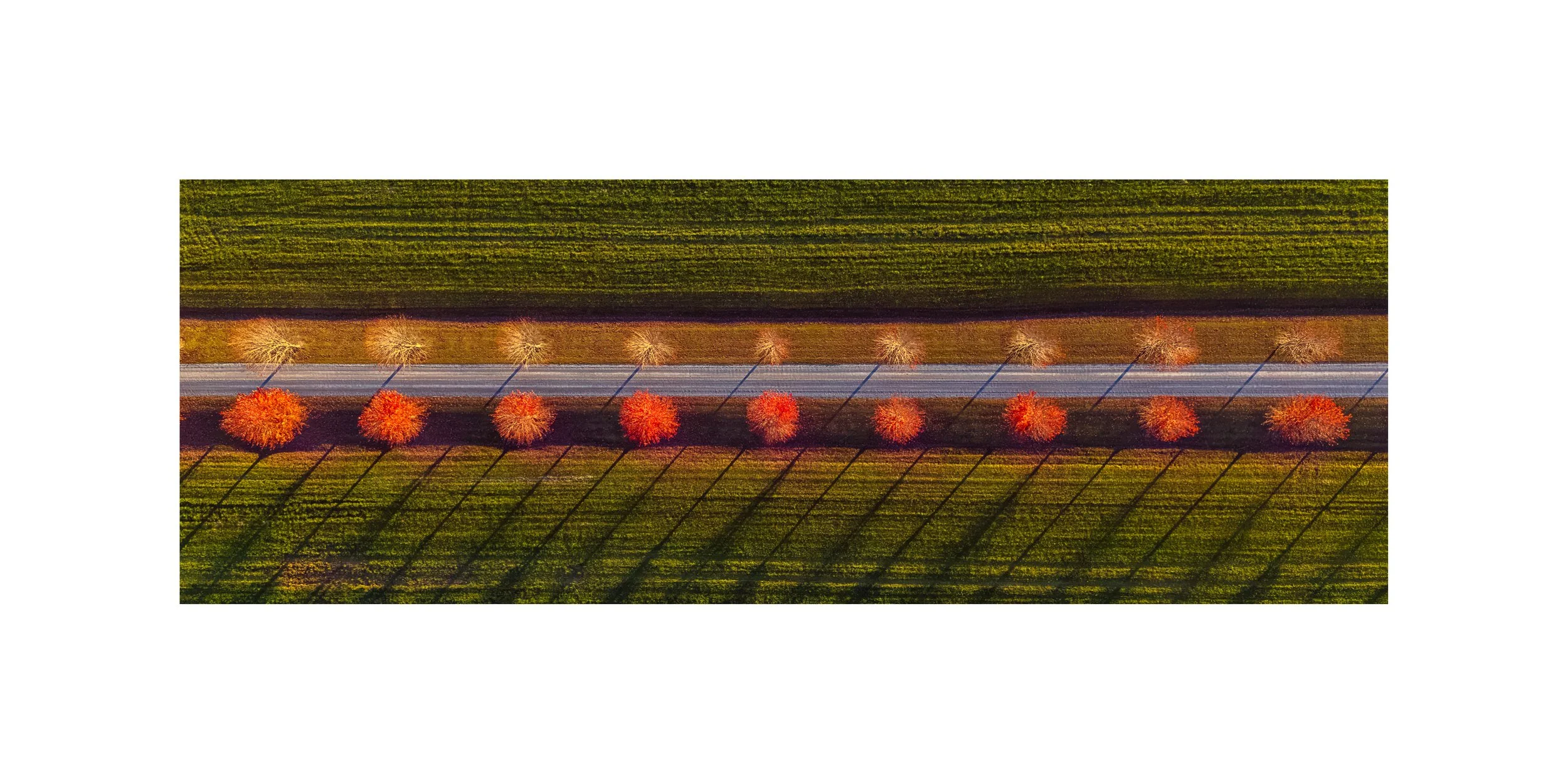 DJI 20261019 0015 6x12 1.375 CAT.jpg