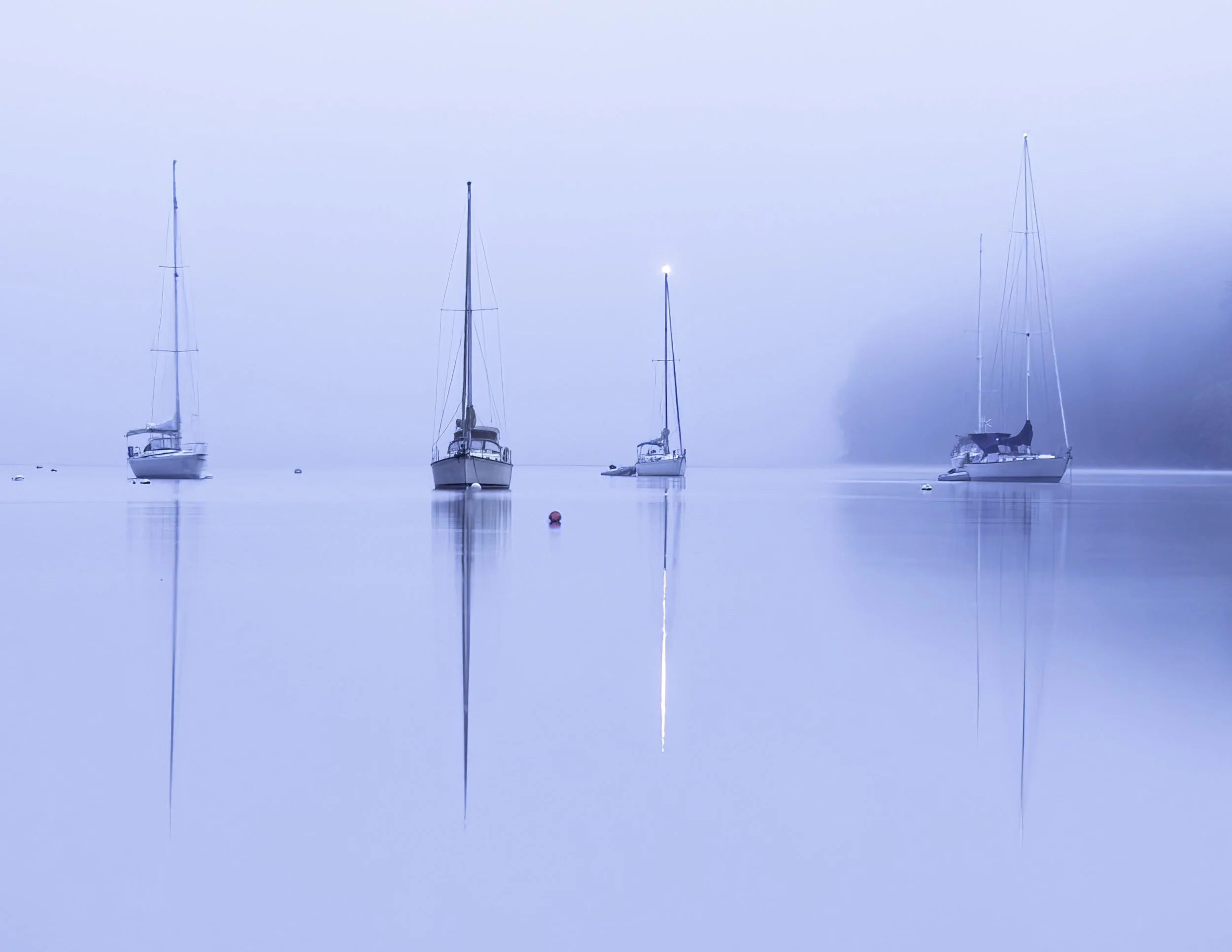 IMGA8025 POSTCARD 8.5x11 CAT.jpg