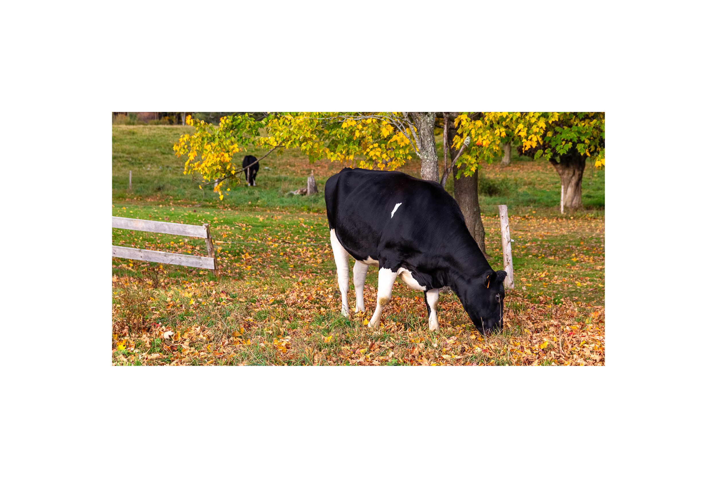 IMGH2082 8x12 1.875 CAT.jpg