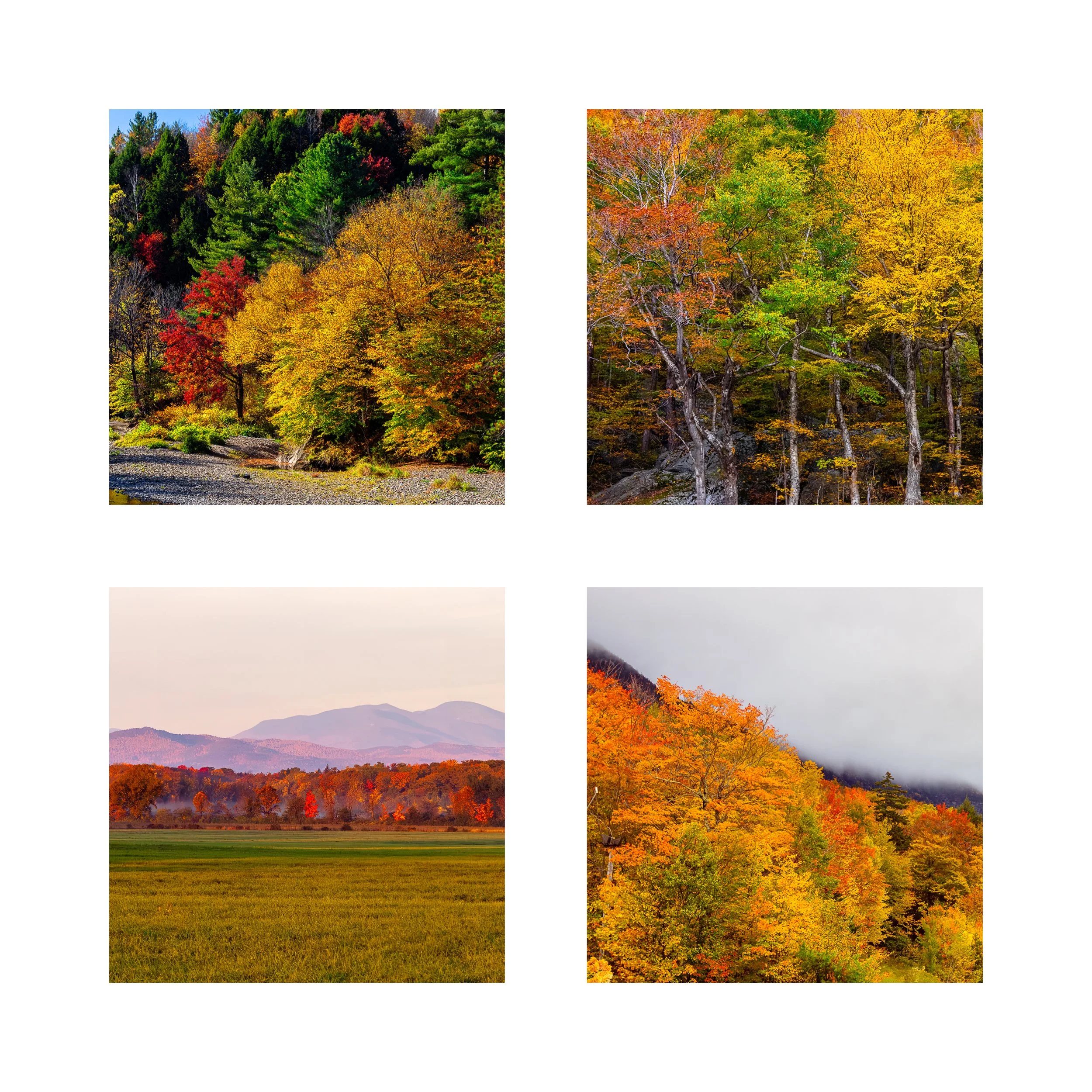 FOLIAGE 1 COLLAGE 10X10 1 0.75 CAT.jpg