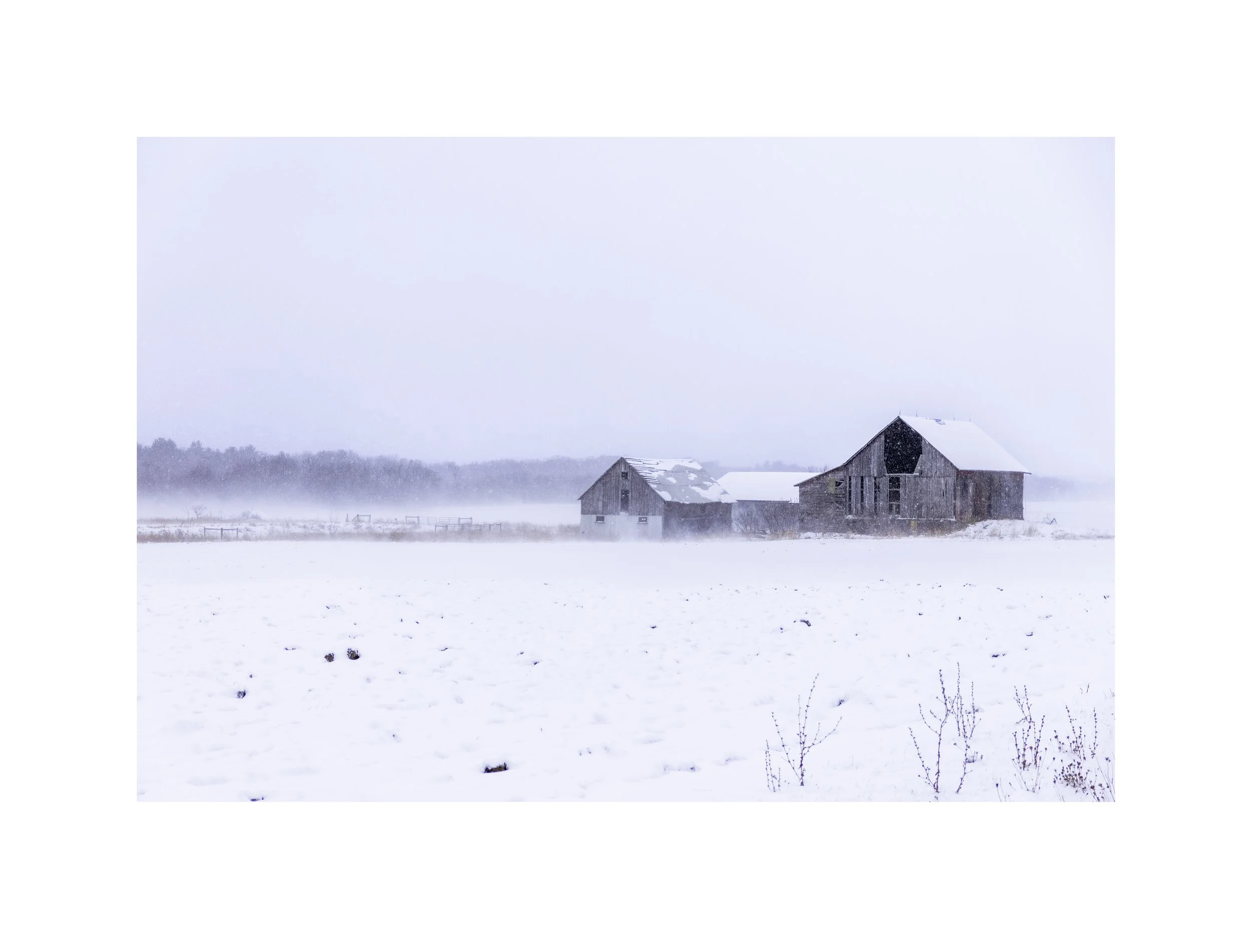 IMGG6619 18X24 2.625 CAT.jpg