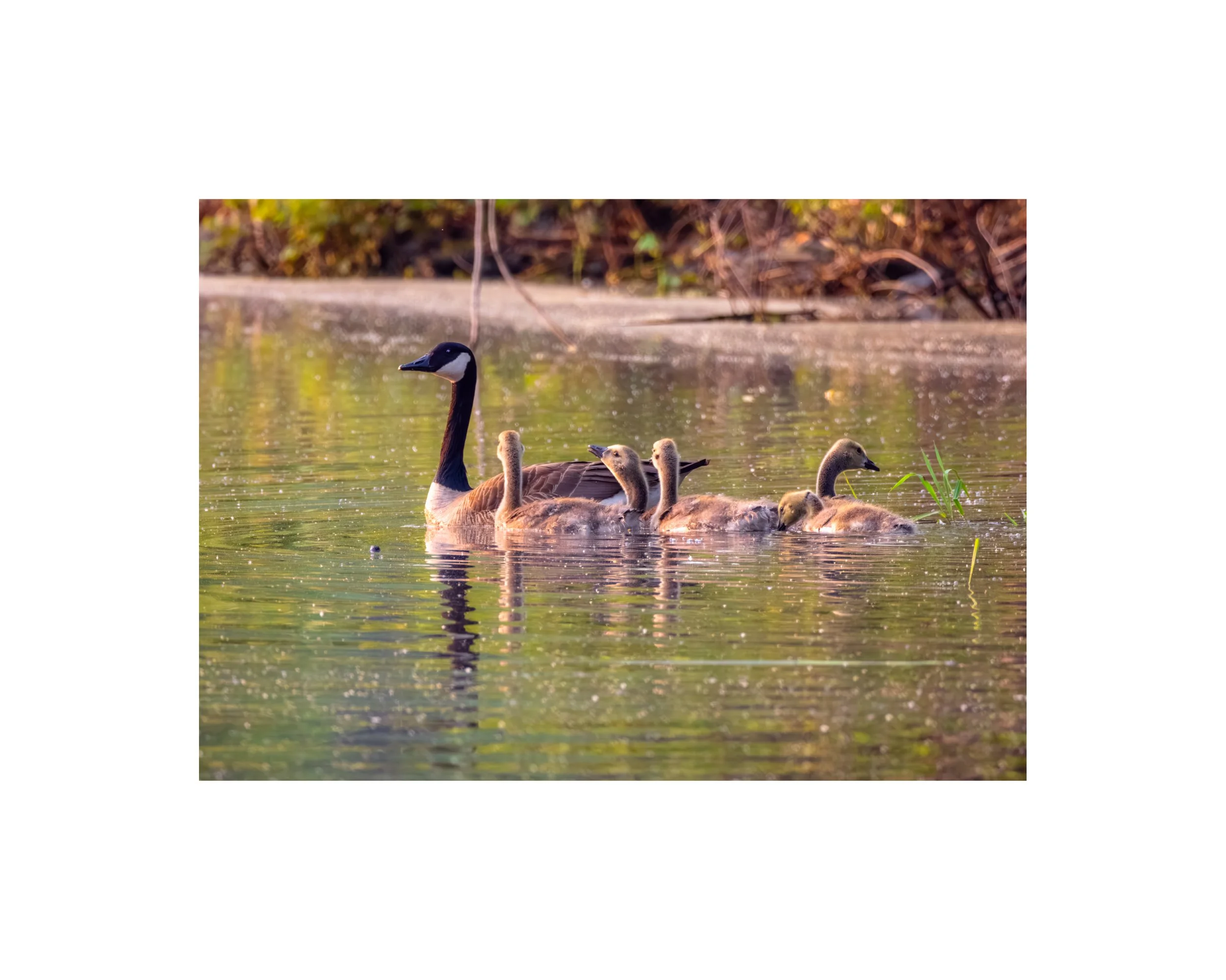 IMGF3394 8x10 1.625 CAT.jpg