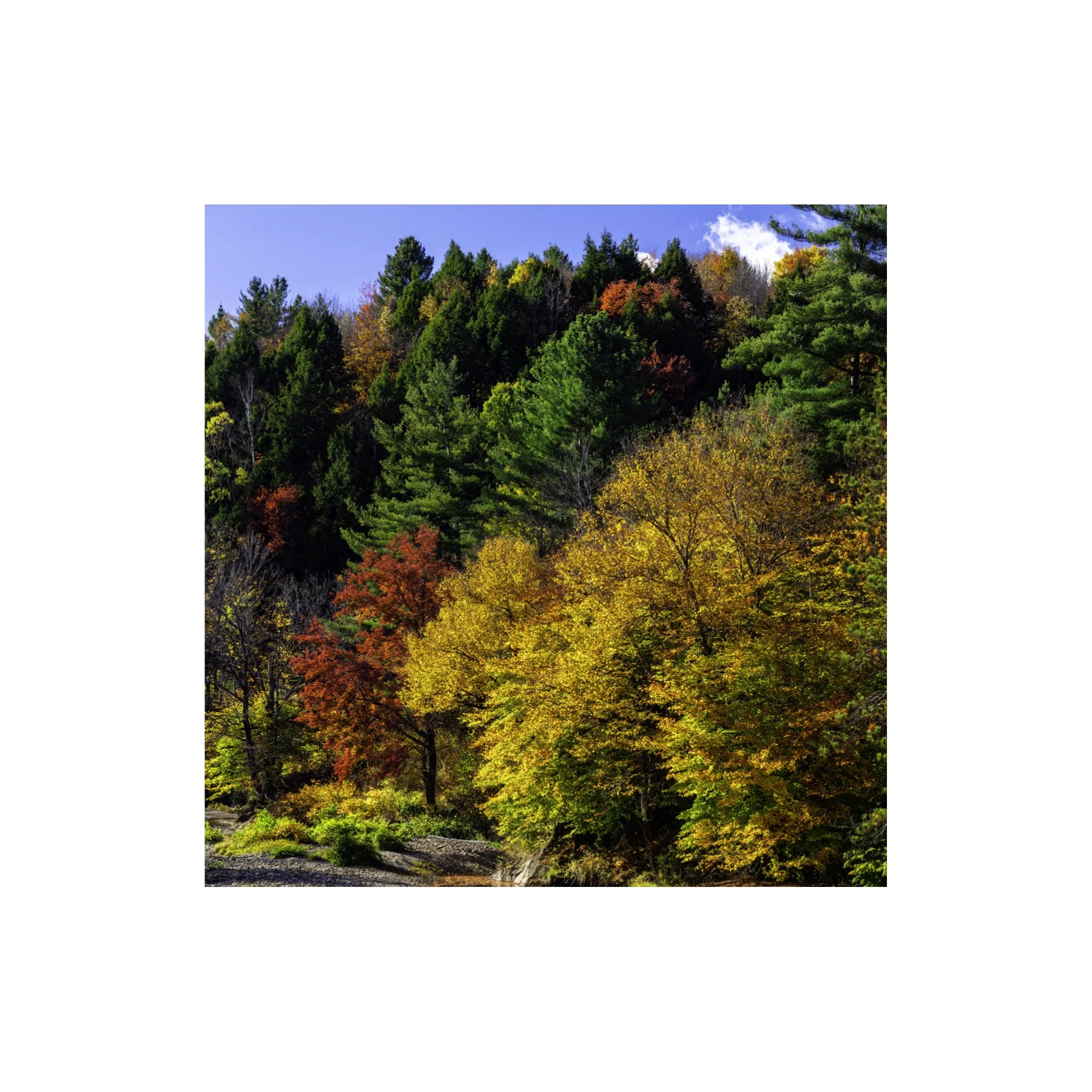 IMGC9966 A 6x6 1.125 CAT.jpg