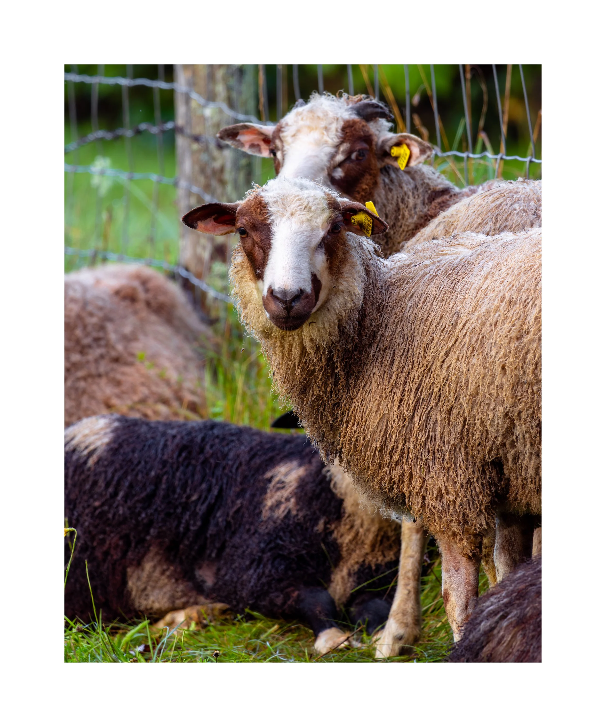 IMGA1860 24x20 2.125 CAT.jpg