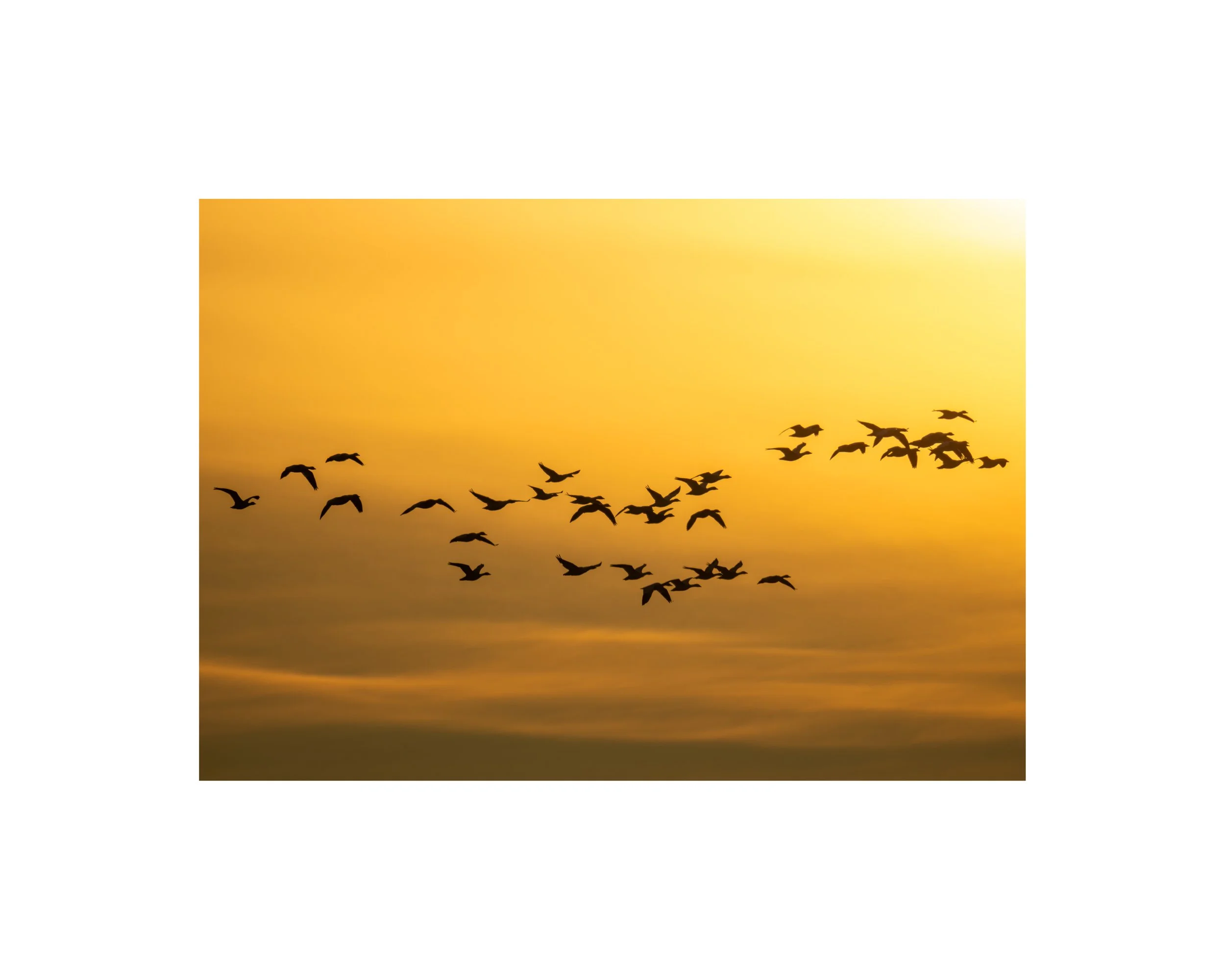 IMGD2159 8x10 1.625 CAT.jpg