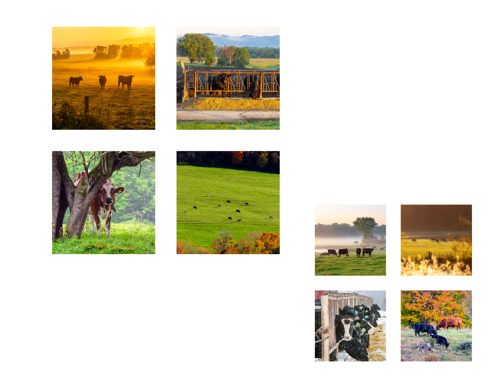COWS ICON.png