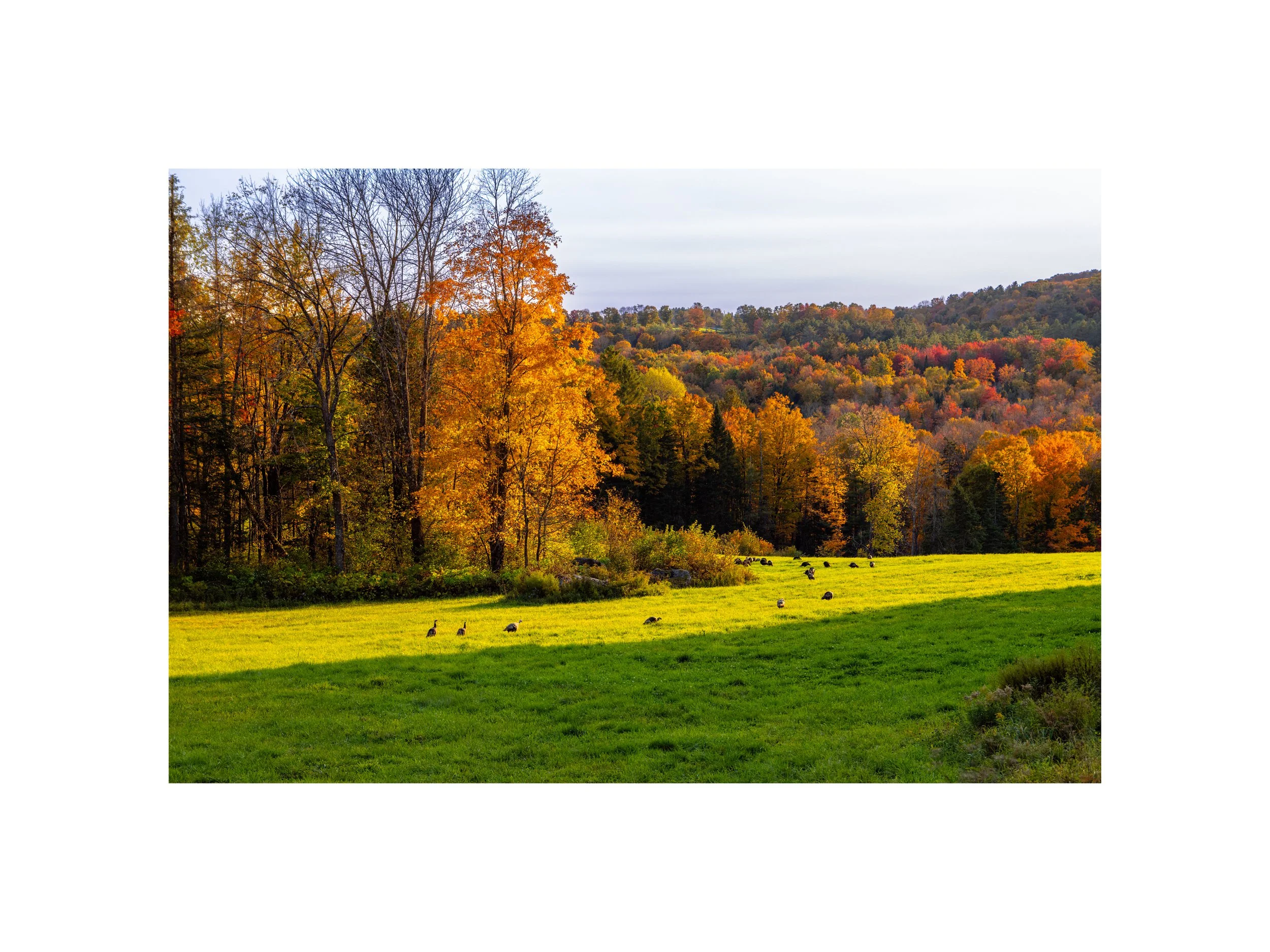 IMGC9021 12X16 2.125 CAT-L.jpg