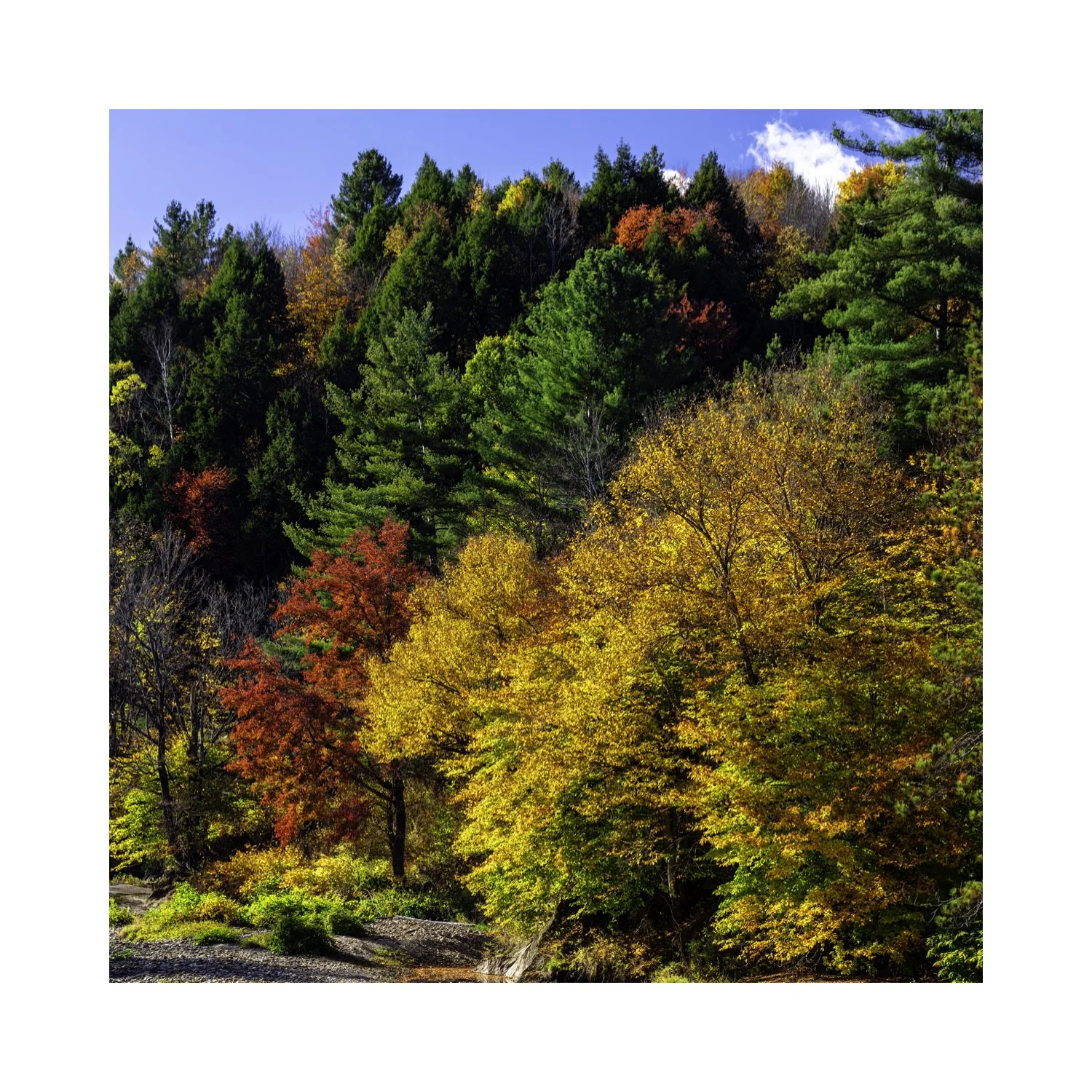 IMGC9966 A 5x5 0.5 CAT.jpg