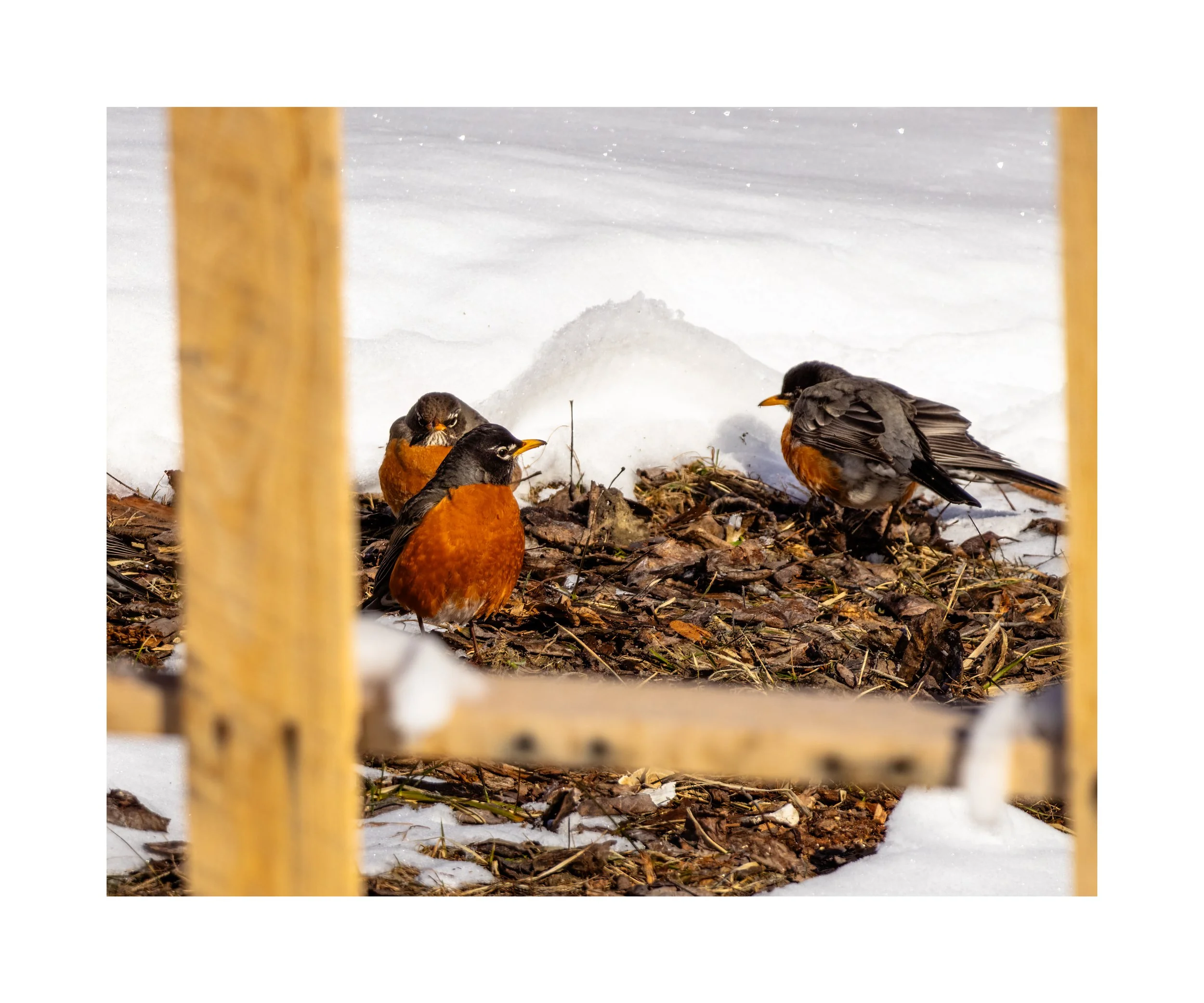 IMGA7059 20X24 2.125 CAT-L.jpg