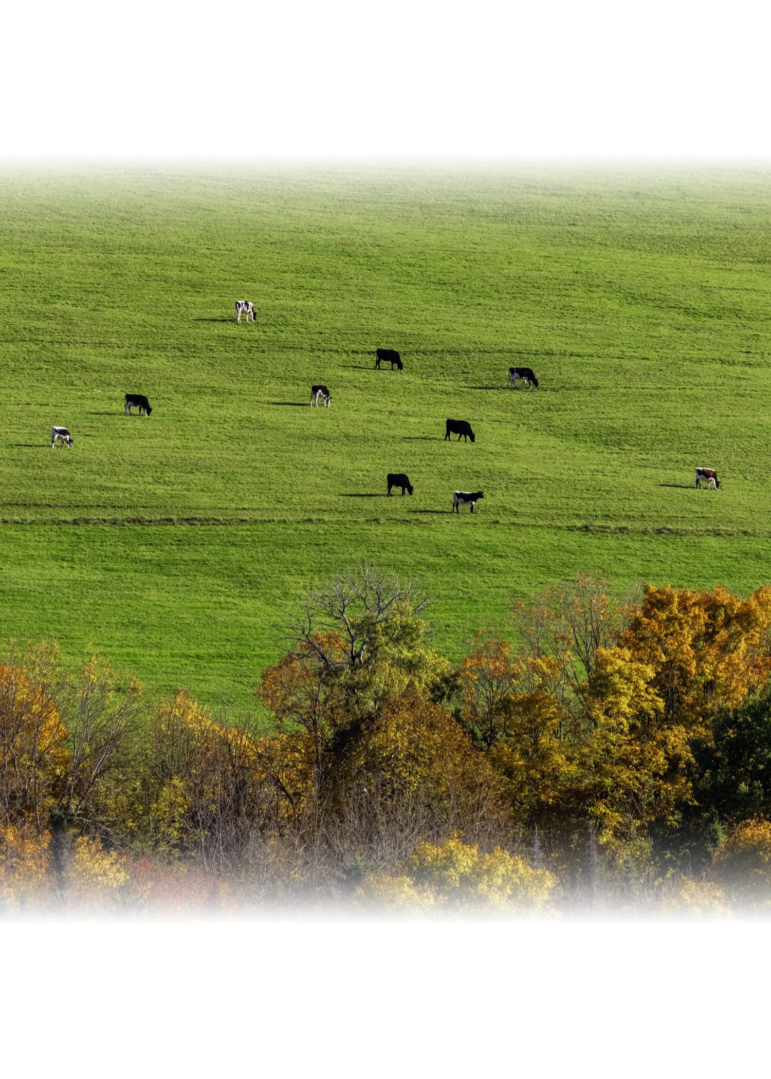 IMGC9667 NOTECARD CENTER FADE 7x5 CAT.jpg