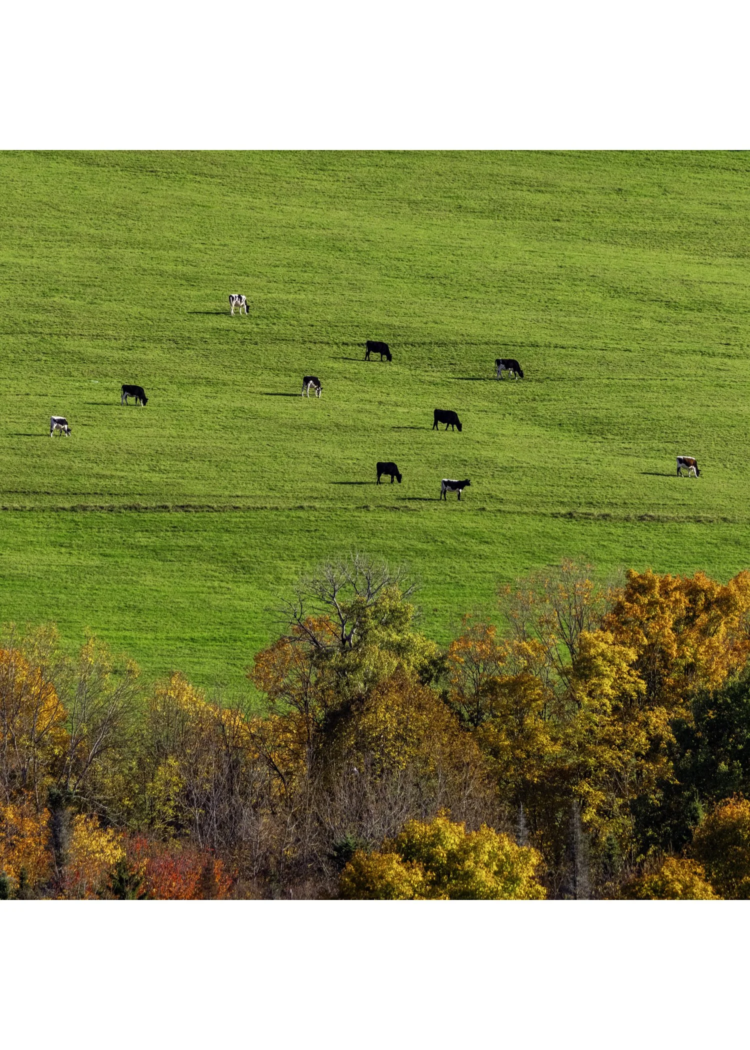 IMGC9667 NOTECARD CENTER BASE 7x5 CAT.jpg