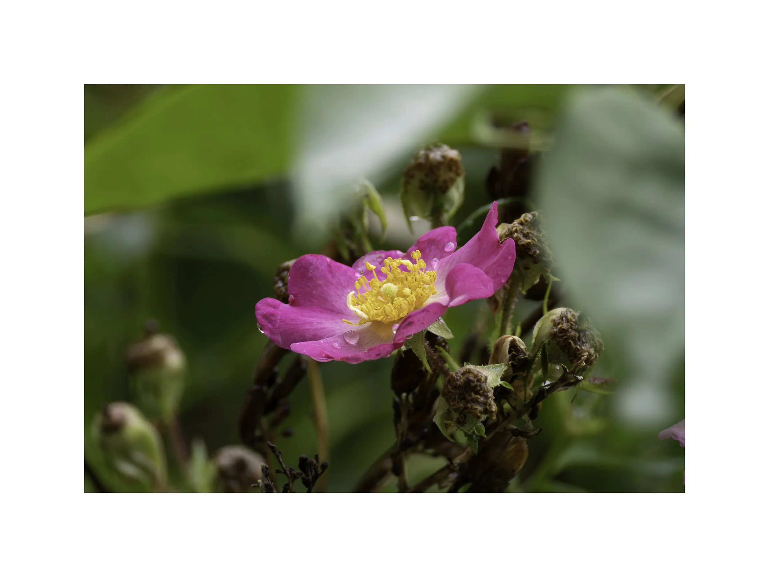 IMGF5303 18x24 2.625 CAT.jpg