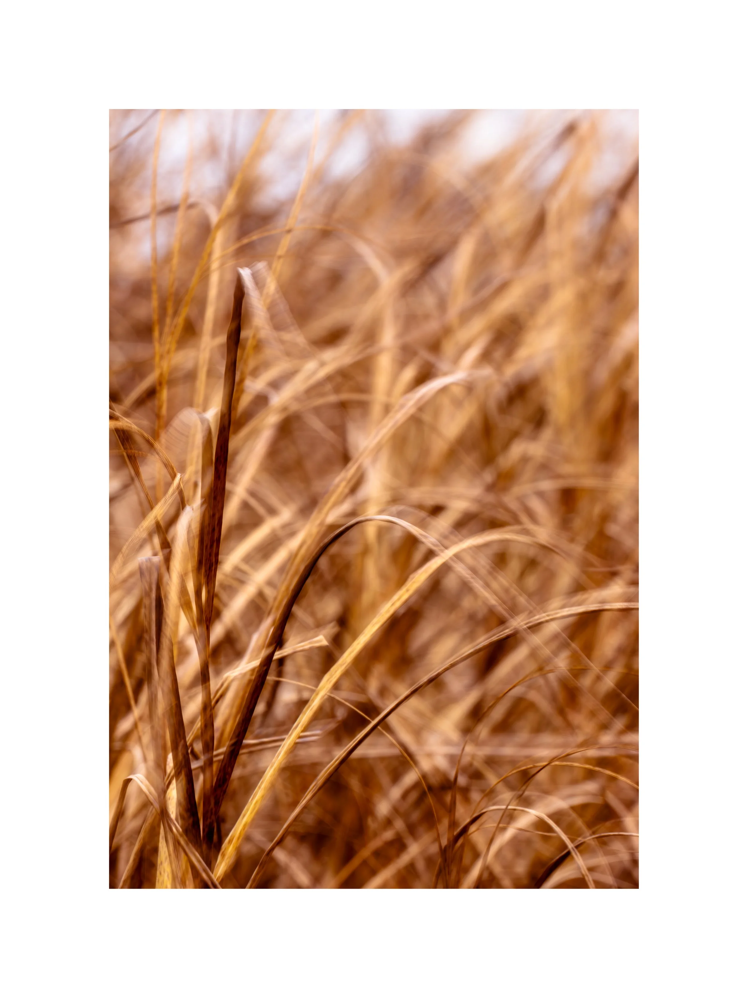 IMGD3920 24X18 2.625 CAT.jpg