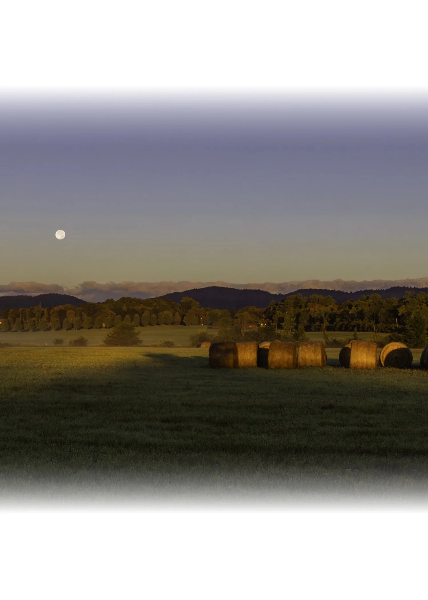 IMGF9017 NOTECARD CENTER FADE 7x5 CAT.jpg