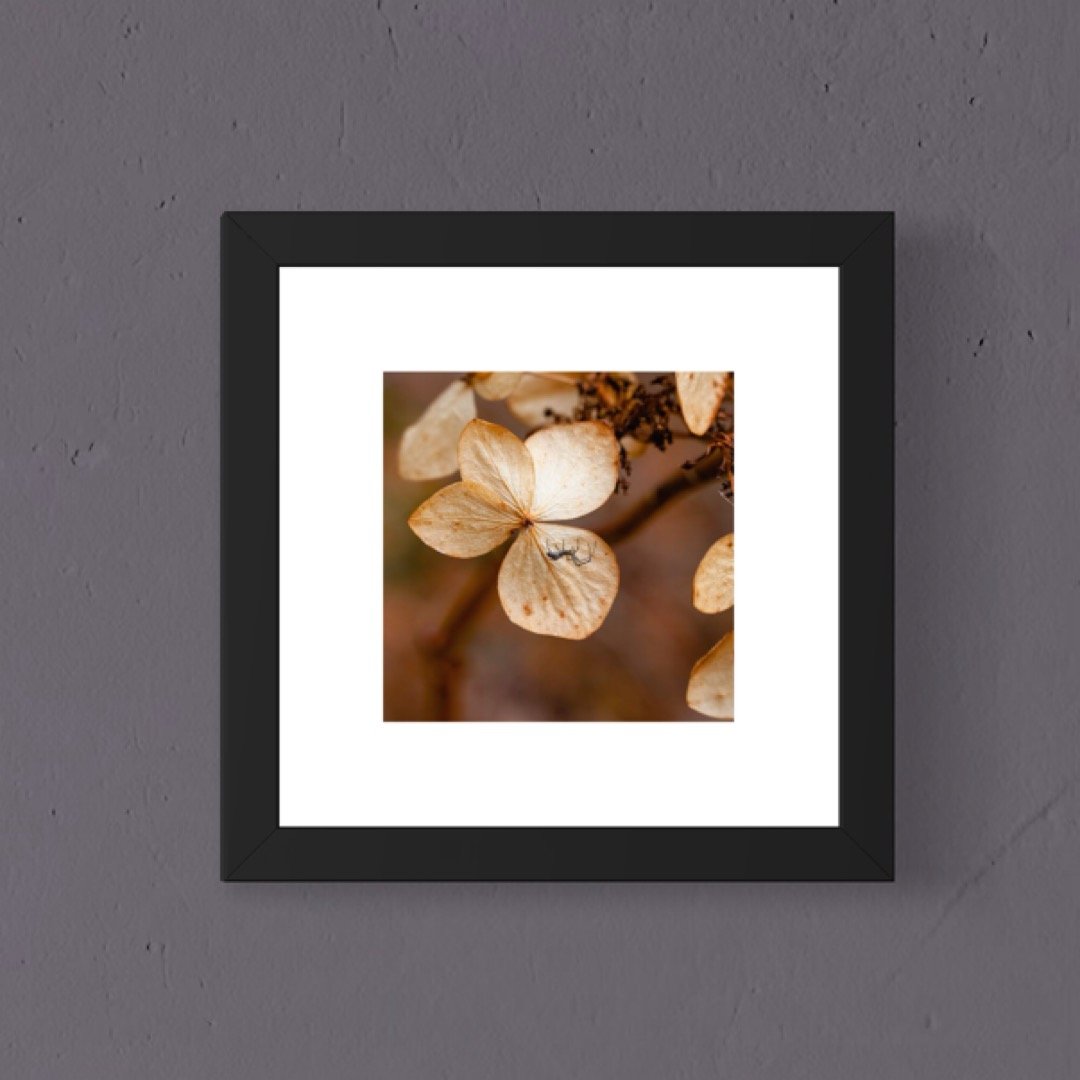 IMG_2705 6x6 1.125 FRAME.JPG