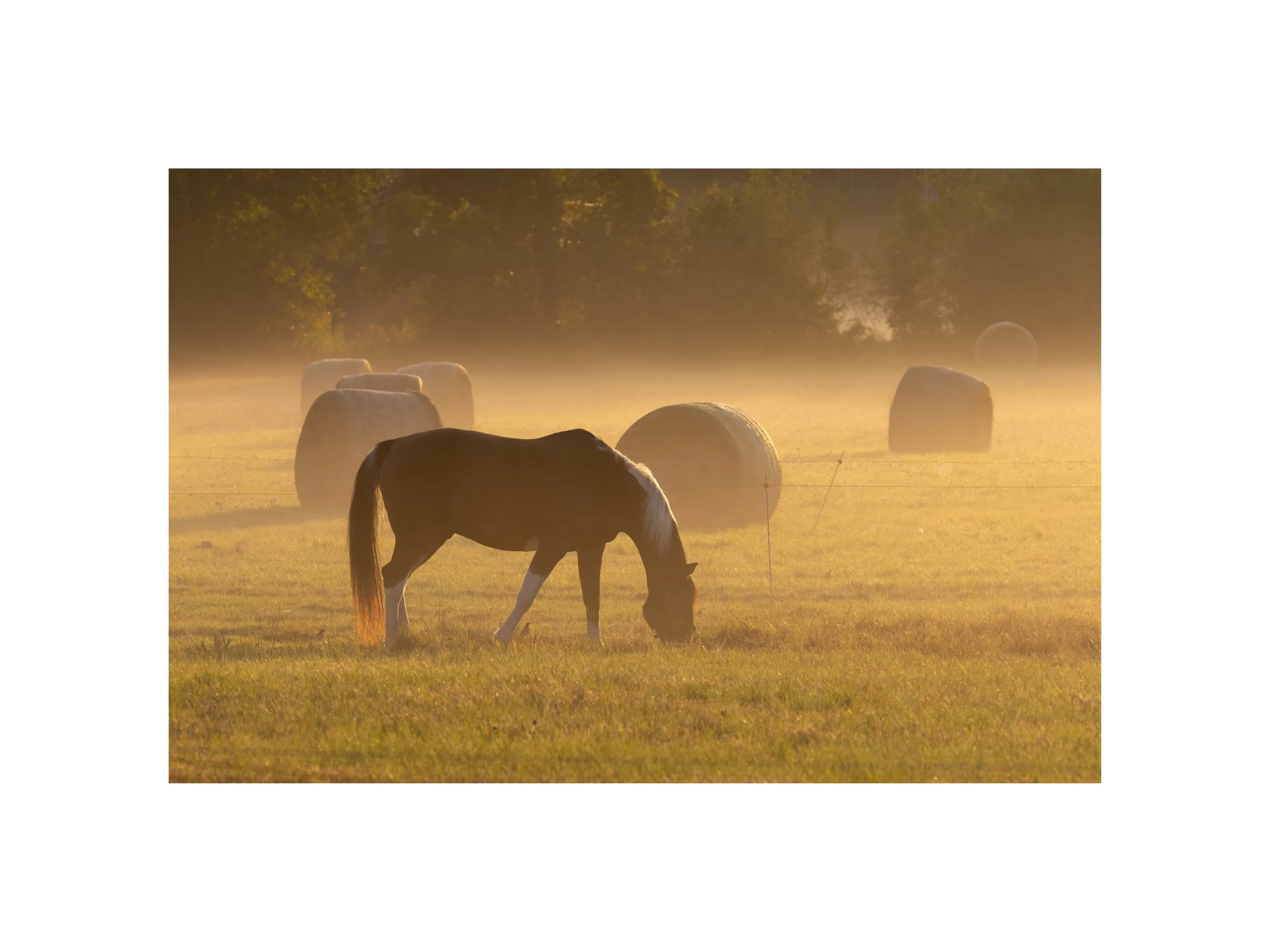 IMGG2389 12x16 2.125 CAT.jpg