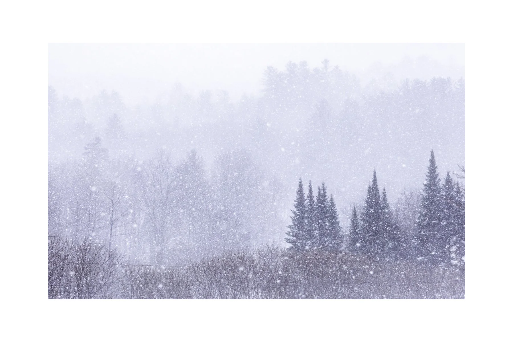 IMGA0204 E2 4X6 0.5 0.56 CAT.jpg