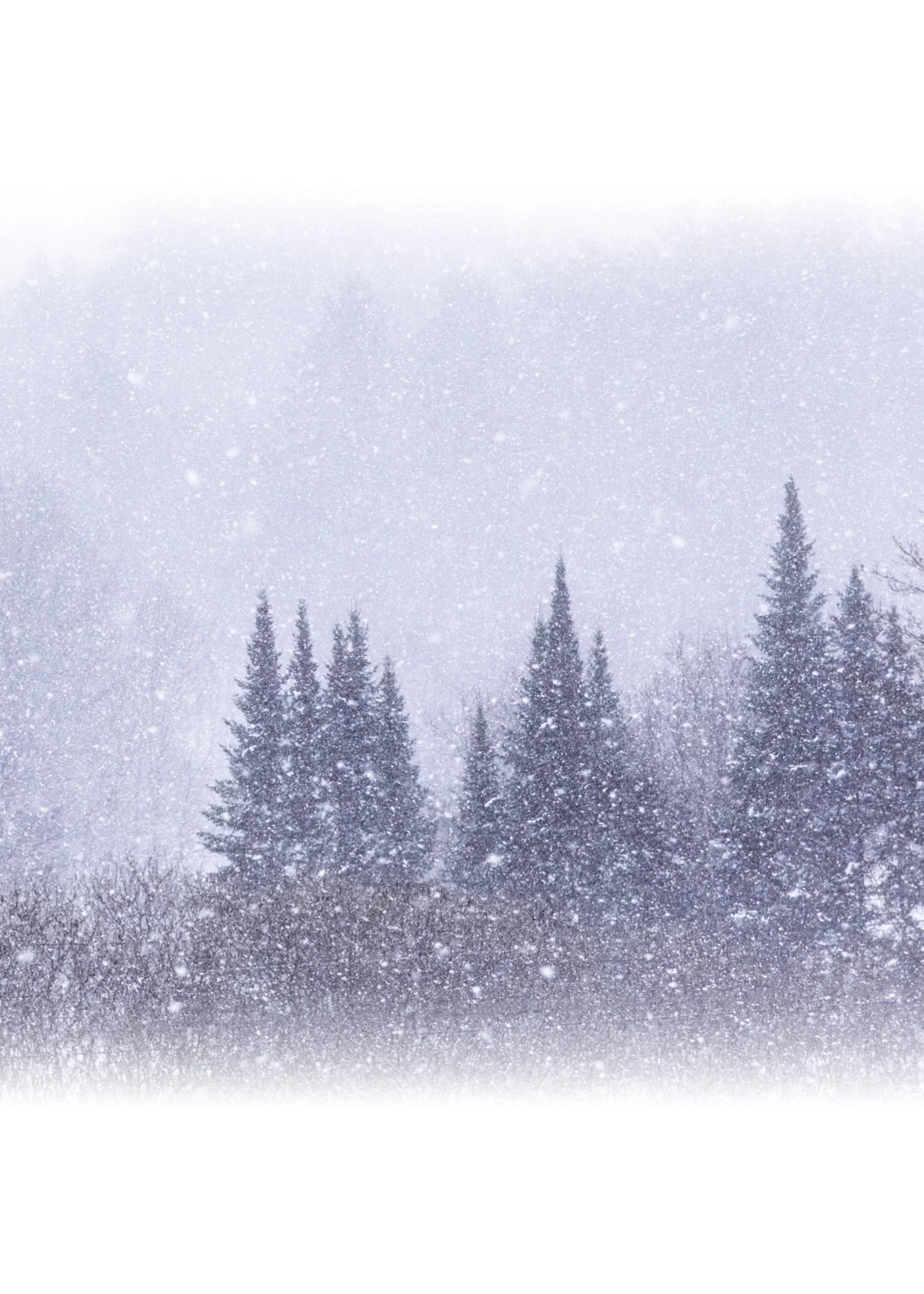 IMGA0204 E2 NOTECARD CENTER FADE 7x5 CAT.jpg