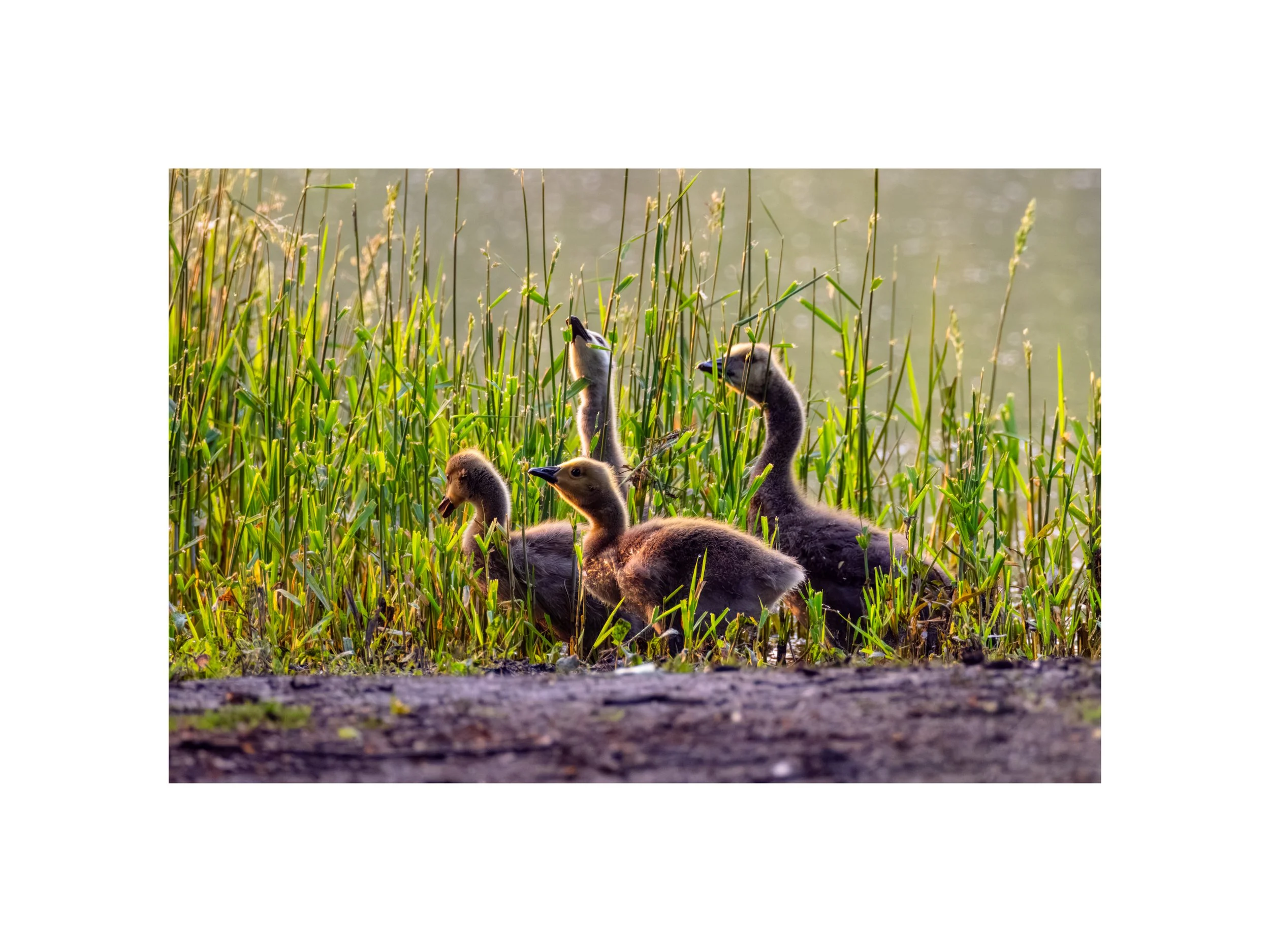 IMGF3731 12x16 2.125 CAT.jpg