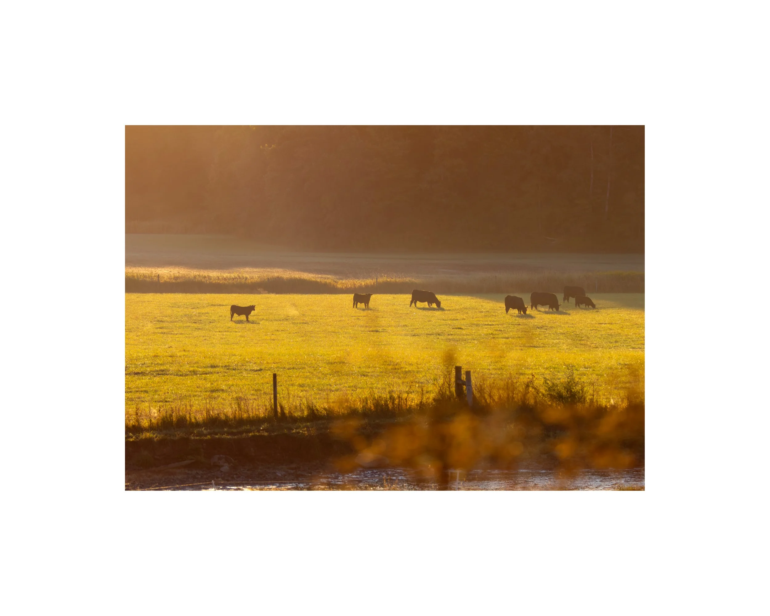 IMGF9141 8x10 1.625 CAT.jpg