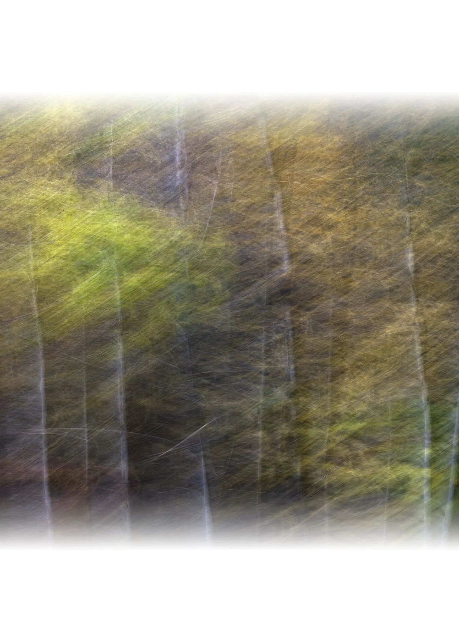 IMG_0438 NOTECARD CENTER FADE 7x5 CAT.jpg