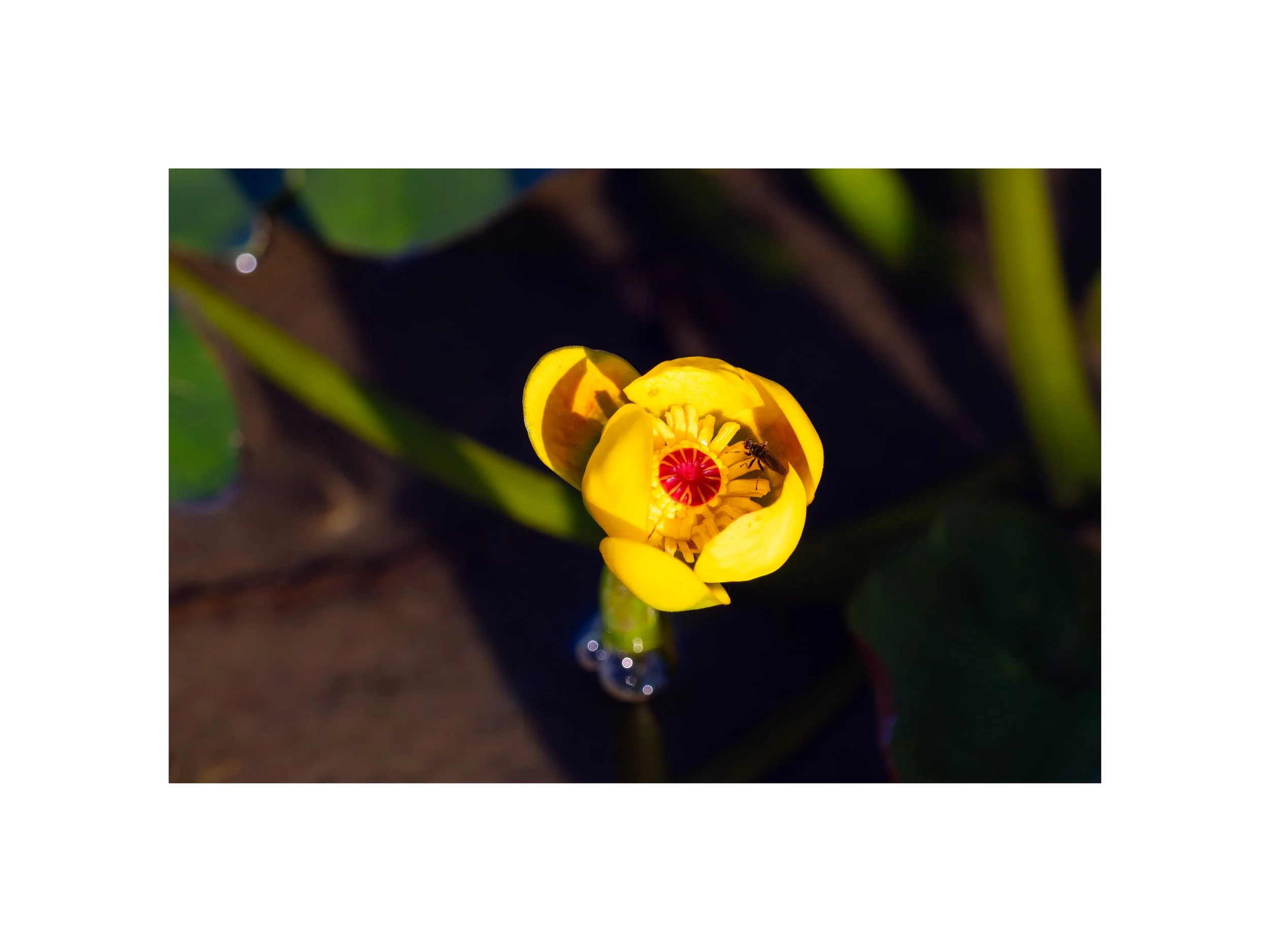 IMGF9947 12x16 2.125 CAT.jpg