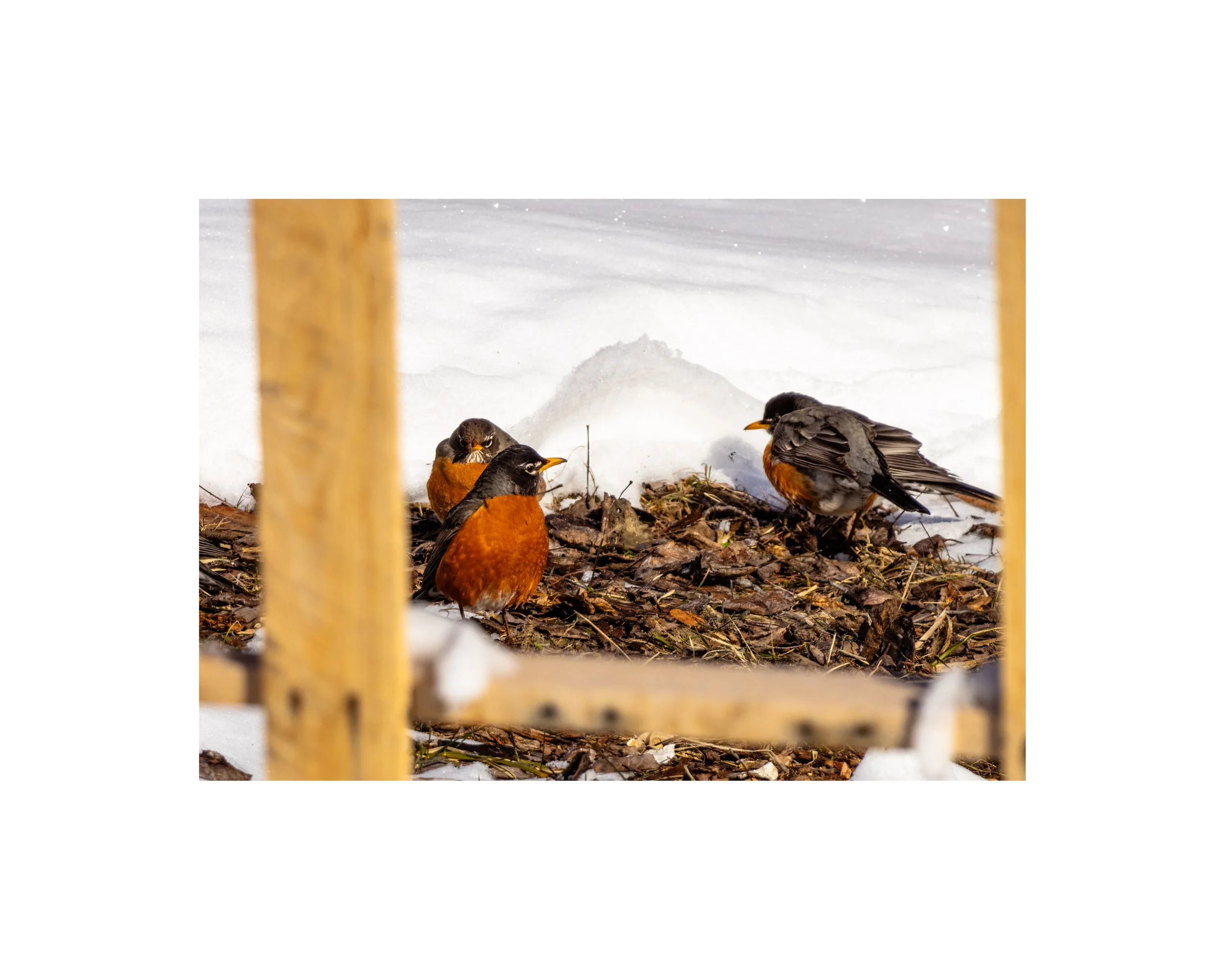 IMGA7059 8X10 1.625 CAT.jpg