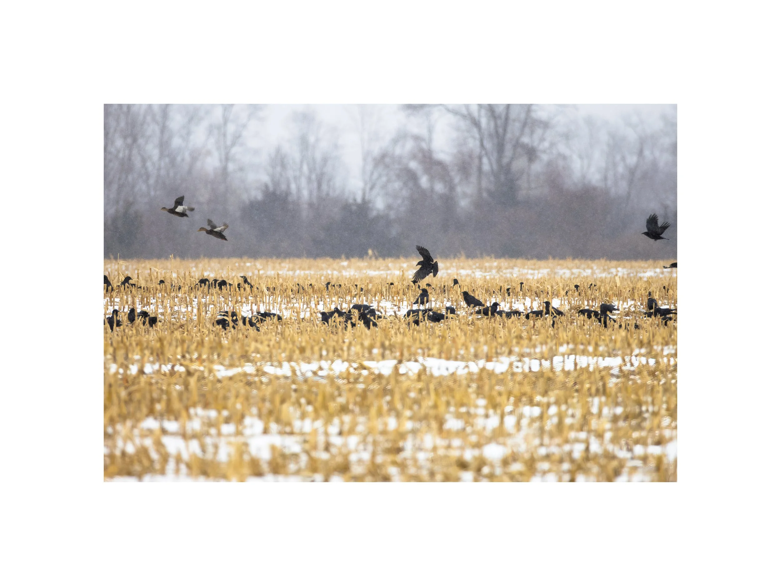 IMGE9169 12X16 2.125 CAT.jpg