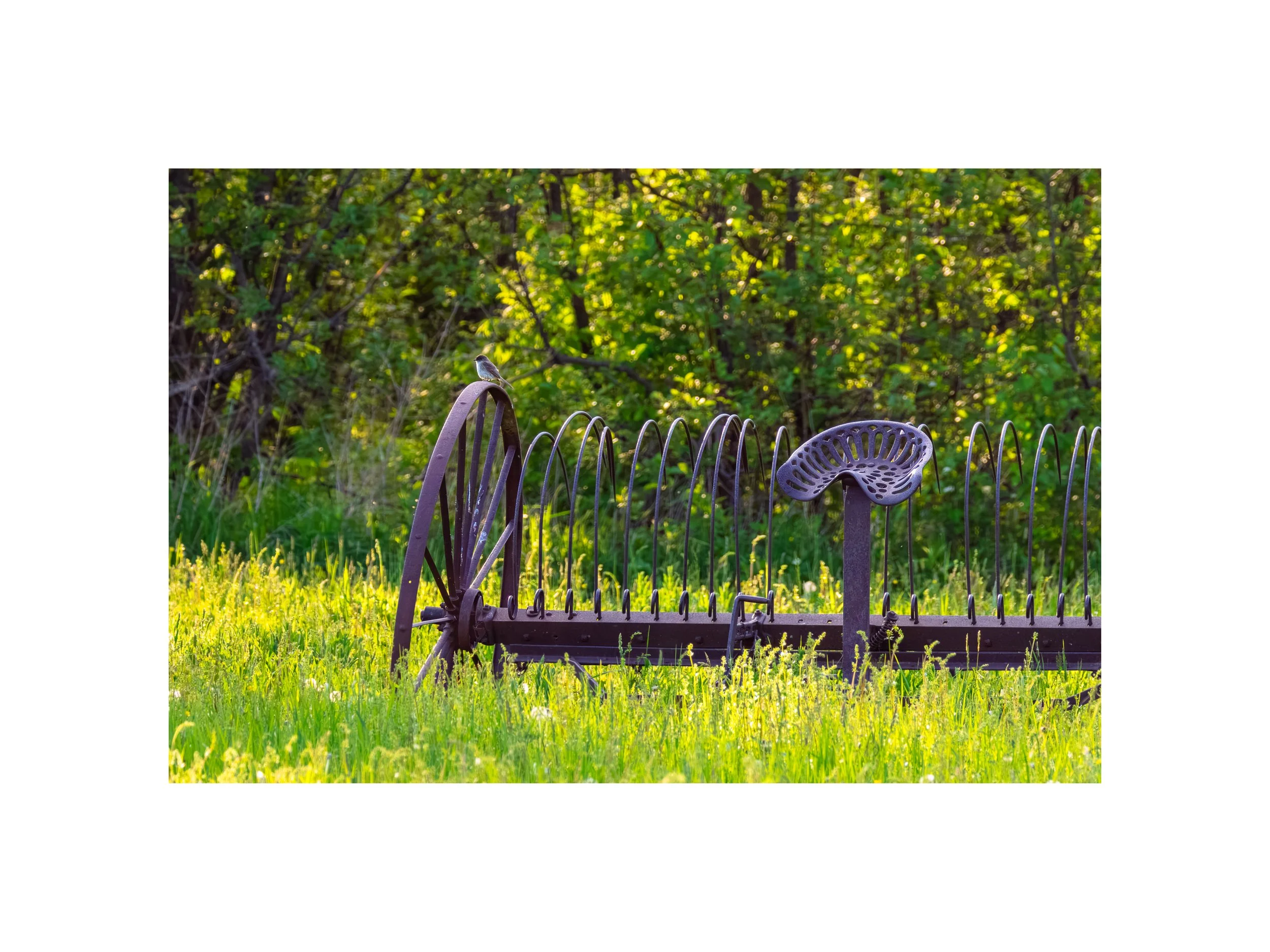IMGG8209 B 12x16 2.125 CAT.jpg