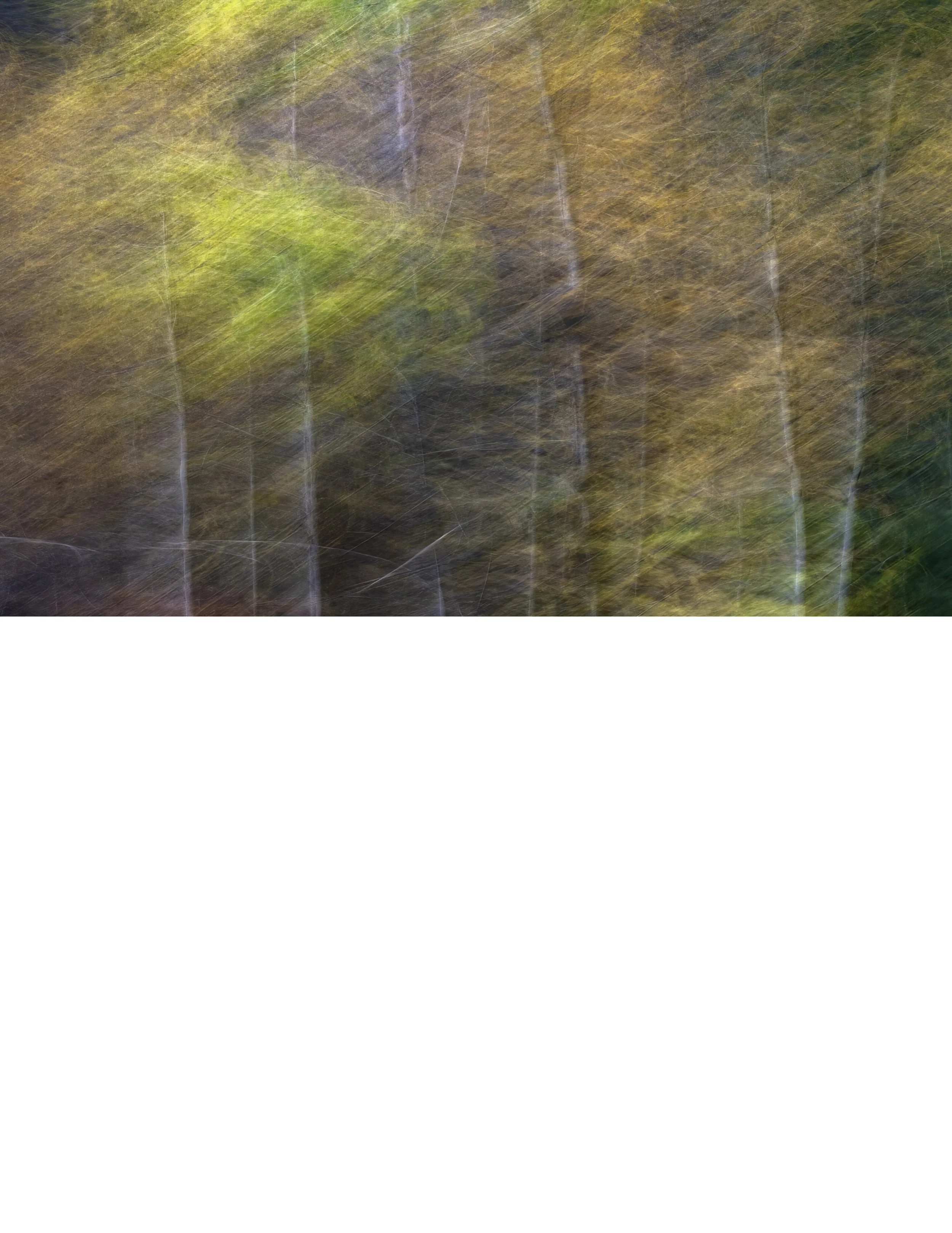 IMG_0438 NOTEPAD BASE 8.5x11 CAT.jpg