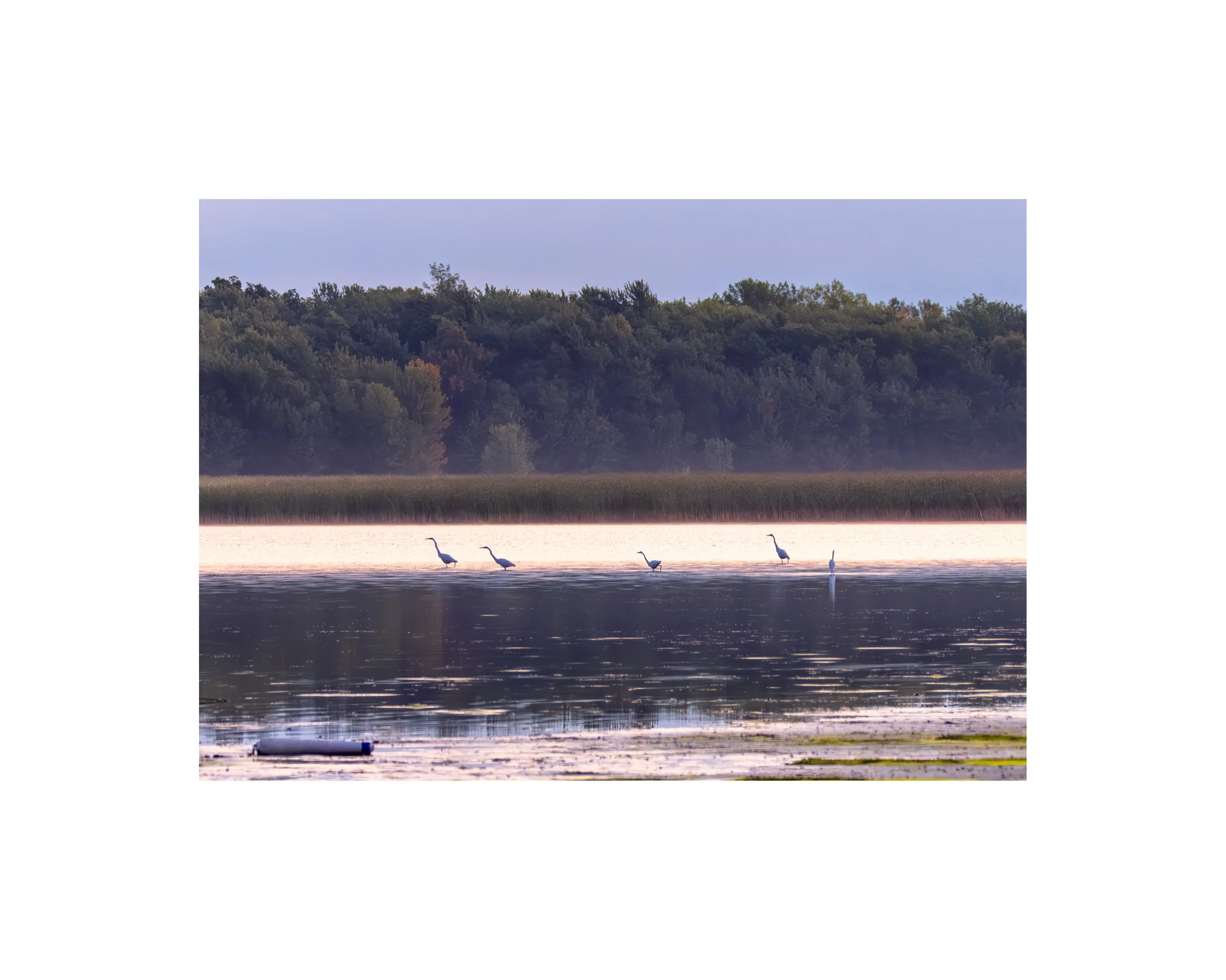 IMGG1615 8x10 1.625 CAT.jpg