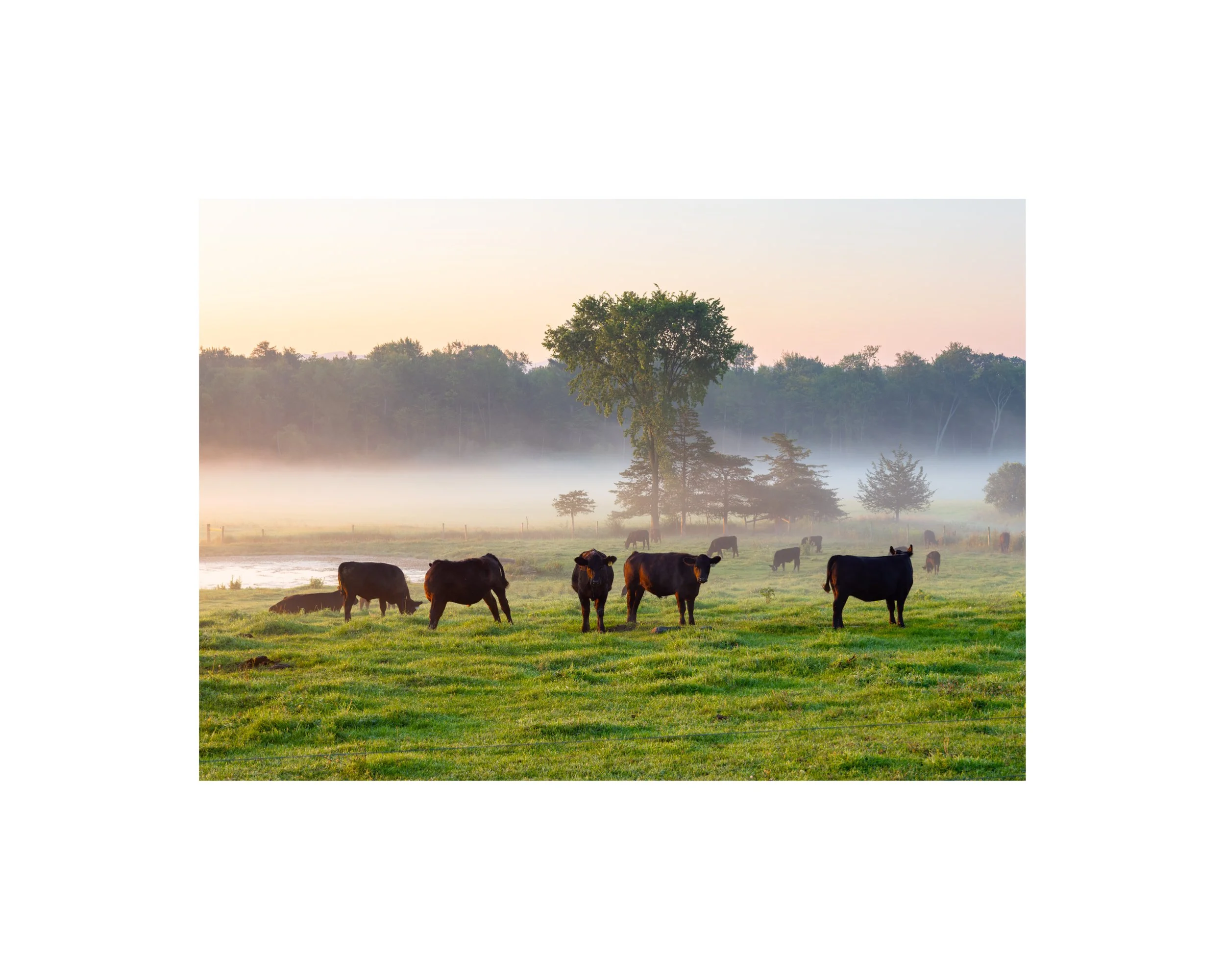 IMGA9825 8x10 1.625 CAT.jpg