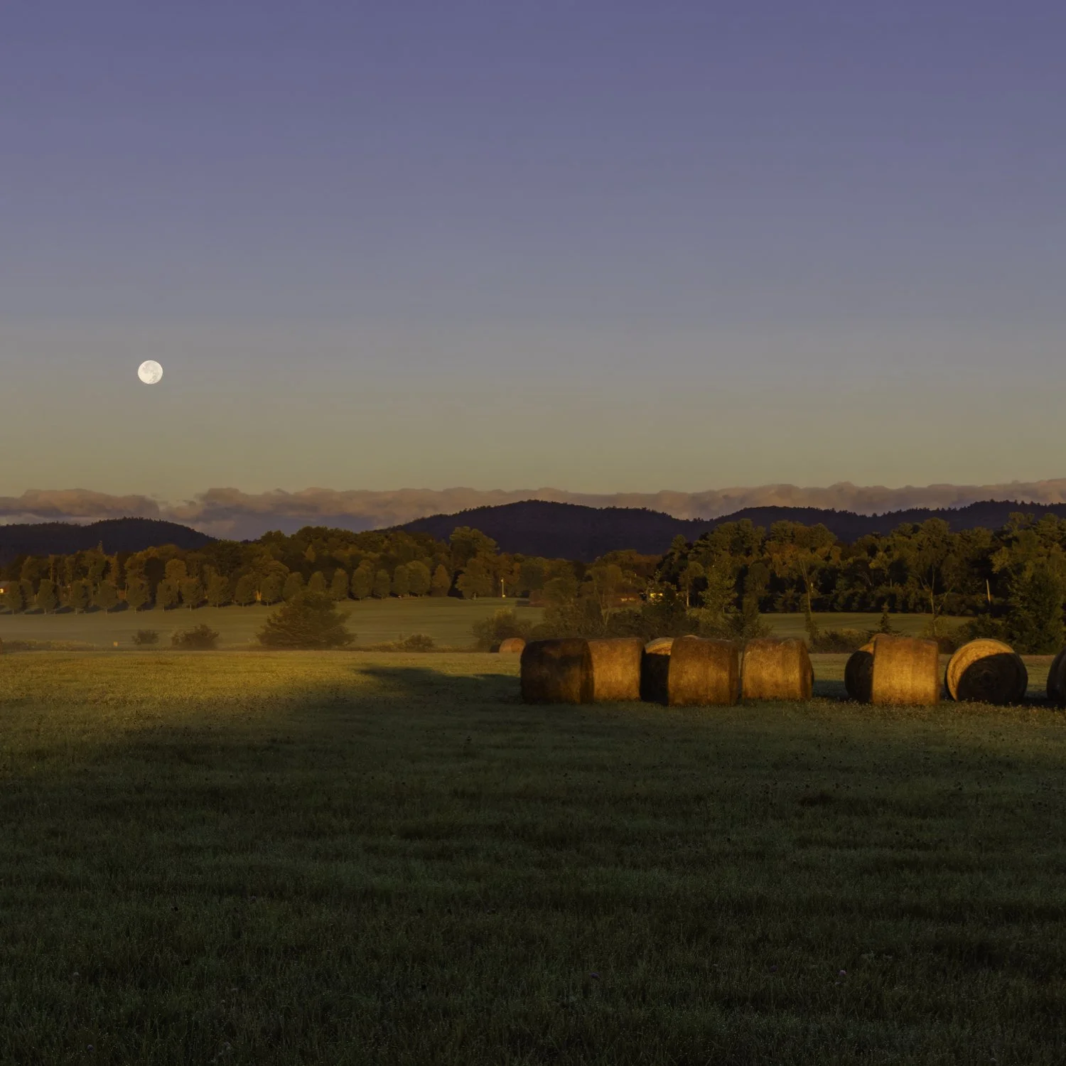 IMGF9017 5x5 MUG CAT.jpg