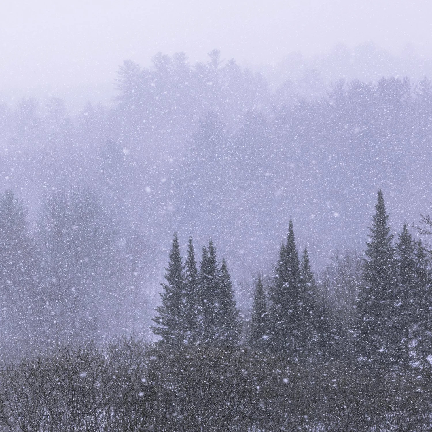 IMGA0204 E2 5x5 MUG CAT.jpg