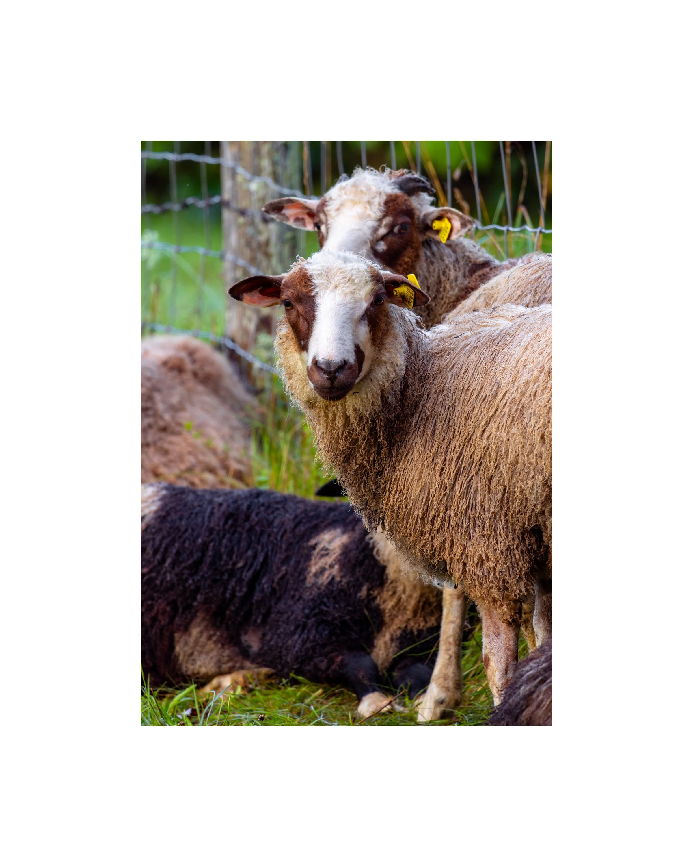 IMGA1860 10x8 1.625 CAT.jpg