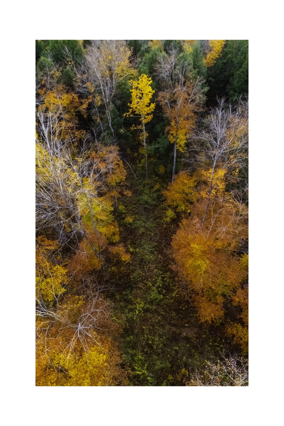 DJI241021_13  V 4X6 0.5 0.56 CAT.jpg