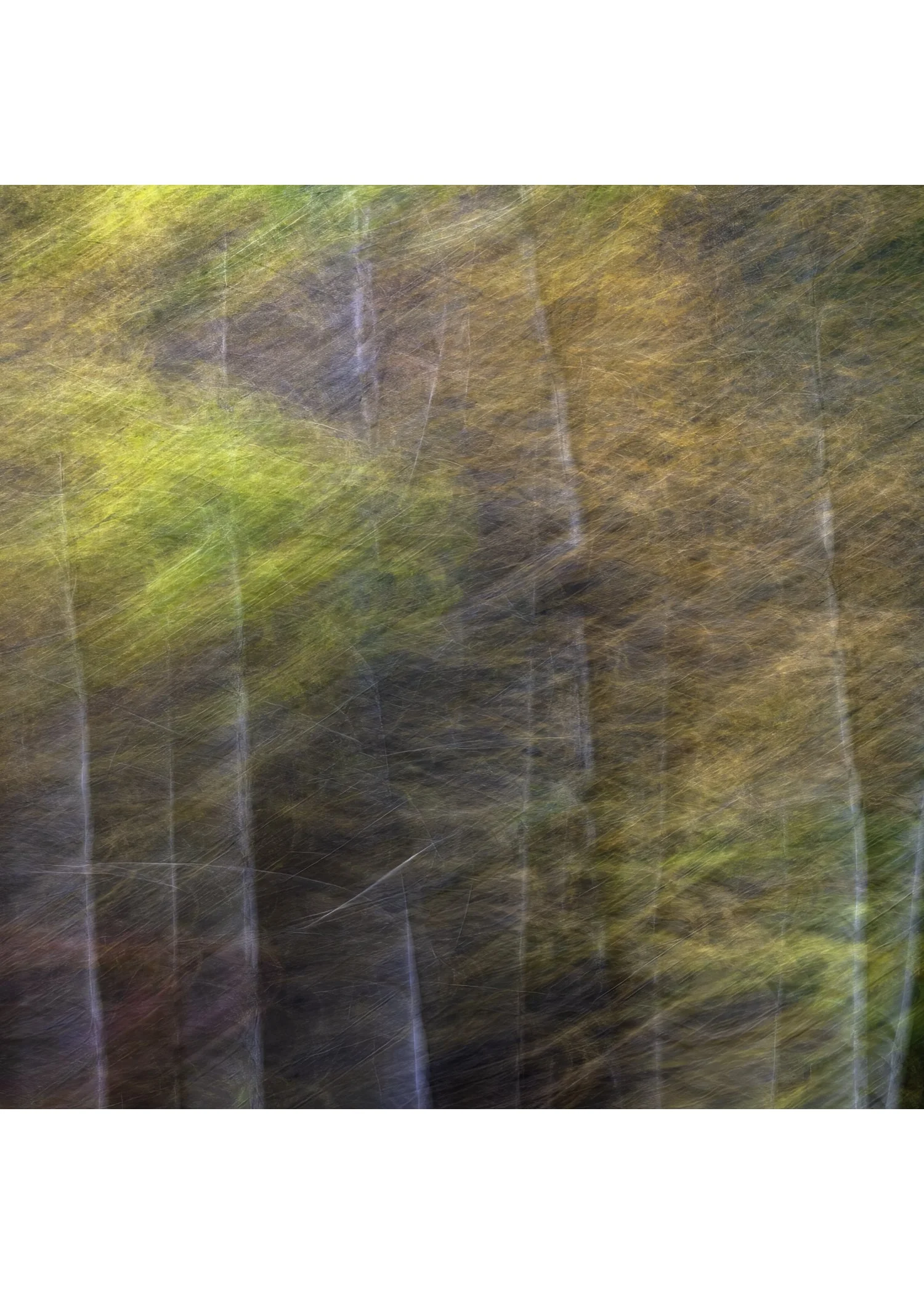 IMG_0438 NOTECARD CENTER BASE 7x5 CAT.jpg